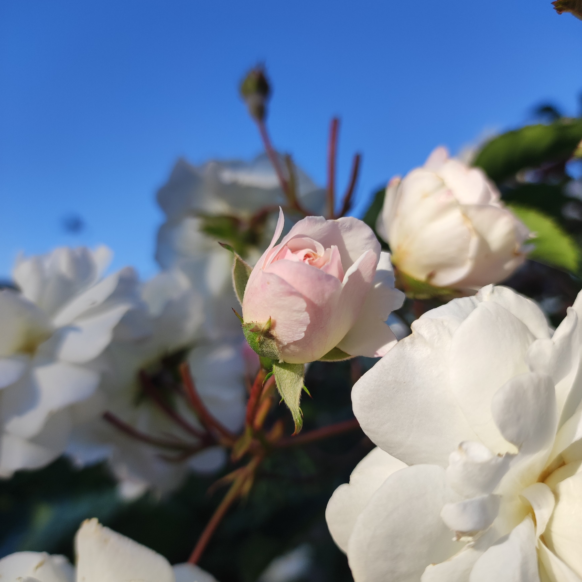 In the city of Navoloki, Russia, an extreme close-up, low-angle shot captures a cluster of white roses against a bright blue sky. A single, delicate pink rosebud is the focal point, partially unfurled, revealing hints of its inner petals. Its green sepals are clearly visible, along with the reddish stems of the rose bush. Several fully bloomed white roses are blurred in the background, their petals appearing soft and luminous in the sunlight. The overall scene suggests a serene and natural setting, likely a garden or park in Navoloki, bathed in clear, sunny weather.
