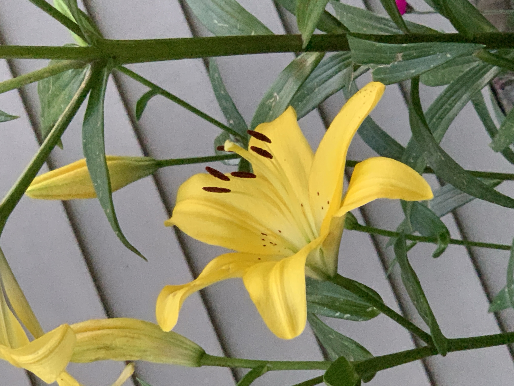 A close-up, eye-level shot captures a vibrant yellow lily in full bloom. The flower's petals are gracefully curved, revealing dark brown stamens tipped with pollen. The lily is surrounded by lush green leaves and stems, some of which are unfurling into buds. In the background, a gray, horizontally paneled wall is visible, suggesting an outdoor setting. The overall scene evokes a sense of natural beauty and growth.