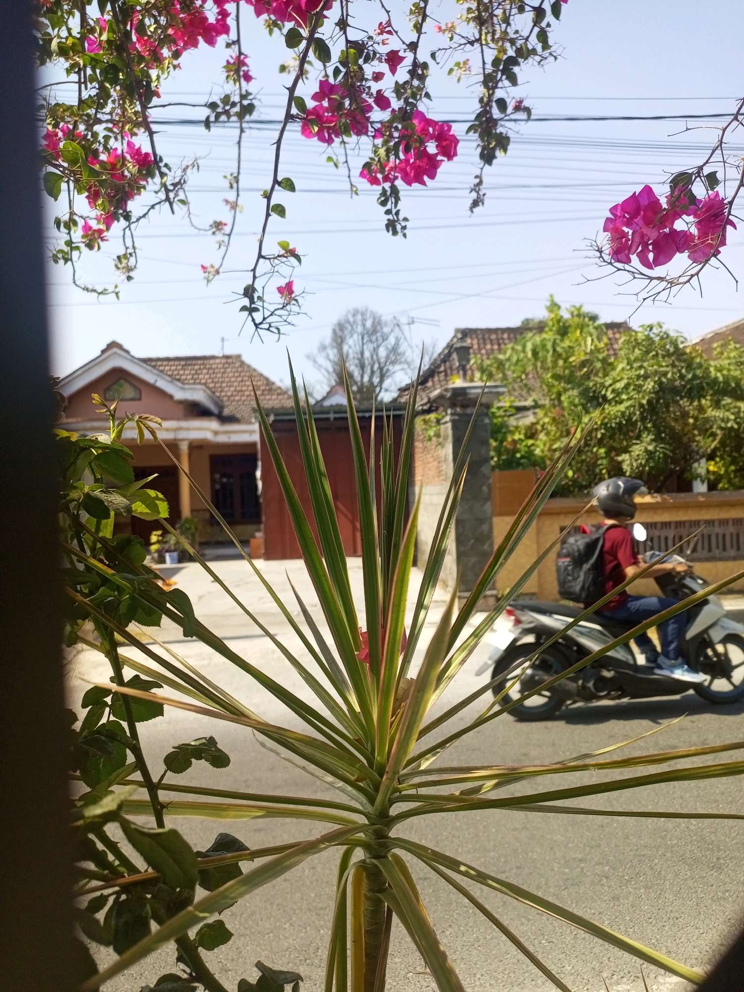 In Ngasem, Indonesia, the image captures an outdoor scene on a sunny day. In the foreground, a spiky green plant with streaks of red and yellow dominates the view, obscuring parts of the background. Hanging above are branches adorned with vibrant pink bougainvillea flowers, interlaced with electrical wires against a pale blue sky. Beyond the plants, a typical Indonesian house with a terracotta tiled roof and cream-colored walls is visible. To the right, a person wearing a maroon t-shirt, dark pants, a black helmet, and a backpack is riding a white motorcycle on an asphalt road. The motorcycle is partially visible, with its wheels and the rider's legs in focus. The environment appears residential with more greenery and some fencing in the mid-ground.