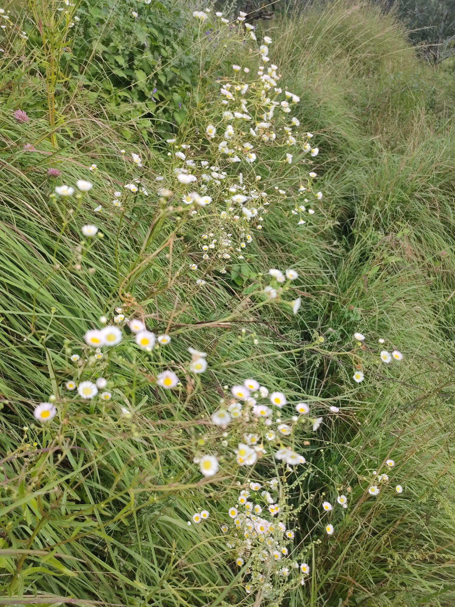 The image shows a cluster of small white and yellow flowers growing amongst tall green grass. The flowers are delicate and appear to be wild daisies or a similar species. The grass is lush and somewhat overgrown, suggesting a natural or semi-wild environment. In the background, more dense green foliage is visible, possibly other plants or bushes. The overall impression is one of a natural, undeveloped area. The specific location in the city of Siumsa, India, is not discernible from the image itself, as there are no man-made structures or identifying landmarks present.