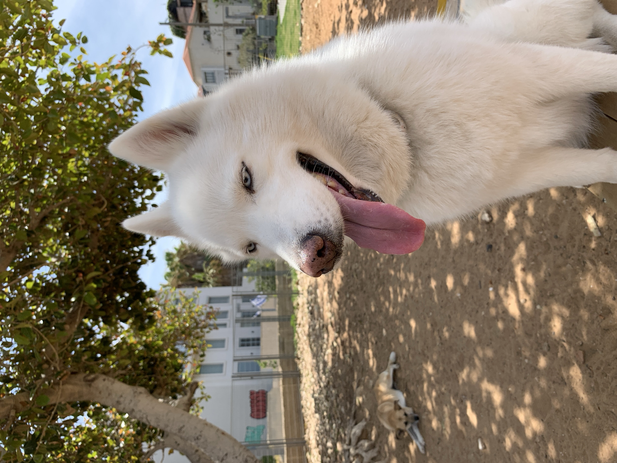 This photograph, taken in Tel-Aviv, Israel, captures a bright outdoor scene featuring two dogs.
The primary subject is a large, fluffy white dog, possibly a Husky or Malamute mix, positioned in the foreground and looking directly at the camera. Its head is slightly tilted, and it has striking light blue eyes. Its mouth is open wide, and a long pink tongue is extended, indicating it's panting, likely from play or heat. Its white fur appears thick and well-groomed.
In the middle ground, towards the right side of the frame, a smaller, light brown dog is visible lying down on the dry, sandy earth, appearing to be resting or relaxing. The ground is covered in dappled shadows cast by what appears to be trees or foliage above.
To the left, a large tree with abundant green leaves fills a significant portion of the scene, its branches extending upwards. Beyond a wire mesh fence in the background, several light-colored buildings with multiple windows are visible, hinting at a residential or urban environment. The clear blue sky is visible above the tree and buildings.
The bright lighting and strong shadows suggest it is a sunny day, likely mid-morning or afternoon. The overall atmosphere is lively and warm, with the main dog displaying a cheerful and energetic demeanor. No visible text is present in the image.