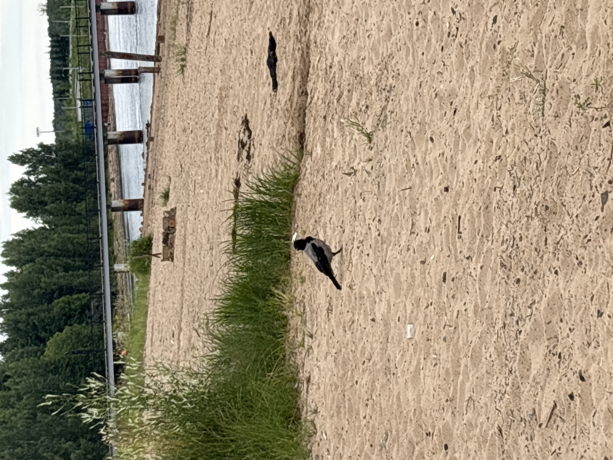 The image shows a crow standing on a sandy beach. In the background, there is a bridge over a body of water, and a line of trees. The scene appears to be in Nevskaya Dubrovka, Russia, as indicated by the context. The crow is facing to the left, with its beak slightly open. It is a medium-sized bird with gray and black plumage. The sand is light brown and appears dry, with some small pebbles and debris scattered on it. The water in the background is calm and reflects the sky, which is overcast. The bridge is made of concrete and steel, and has a walkway on top. The trees in the background are tall and green, and form a dense forest. There is also some sparse vegetation growing on the beach, including tall grasses and small plants. The overall impression is of a peaceful and natural setting, with the crow being the central subject of the image.