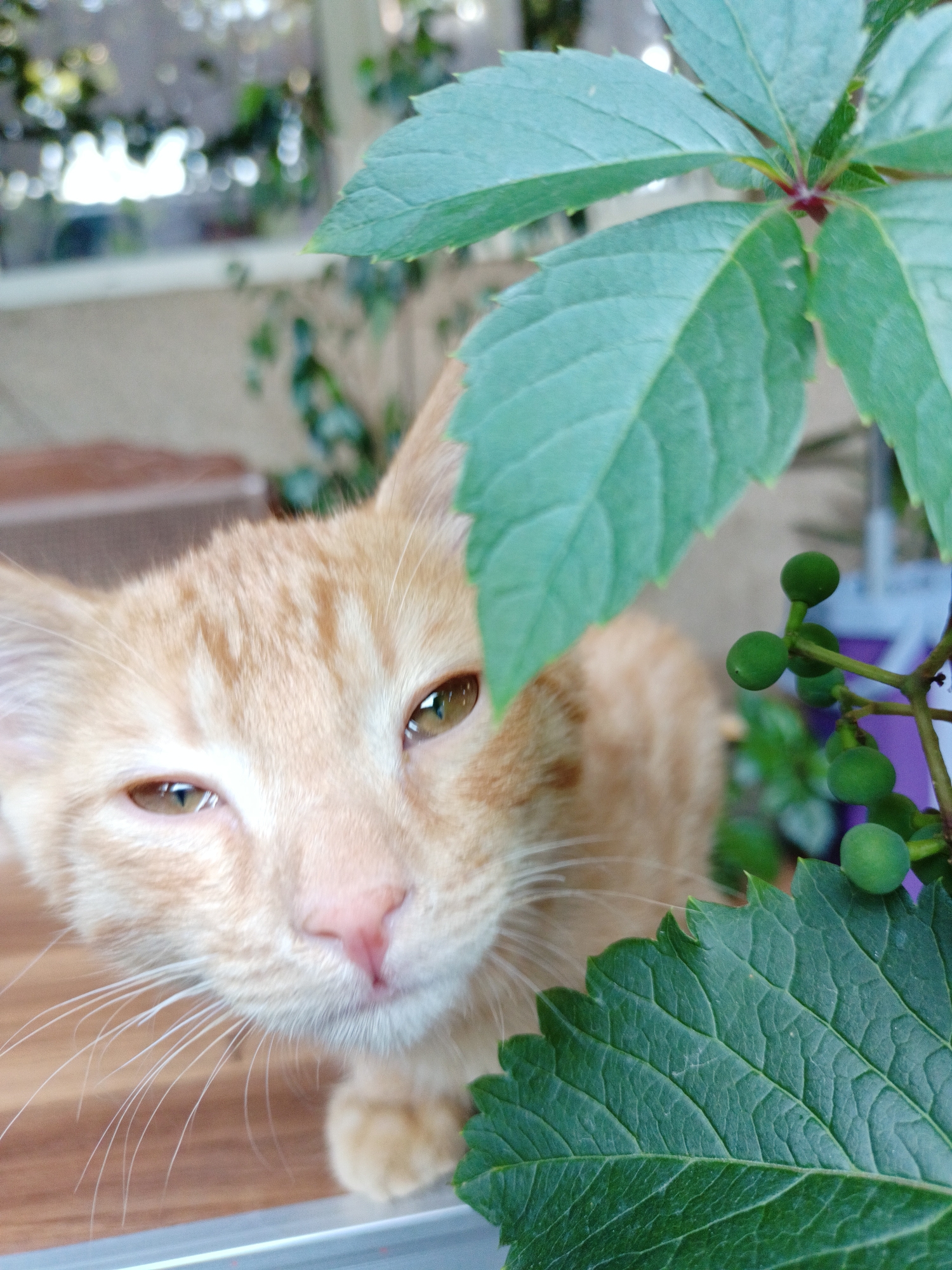An orange tabby kitten with green eyes peeks out from behind lush green leaves and a branch with small green berries. The kitten's head is tilted, and its gaze is directed towards the camera. The background is blurred, suggesting an outdoor setting with hints of foliage and possibly a building. The scene appears to be a close-up shot, focusing on the kitten's face and the surrounding plant life. The image does not contain any discernible landmarks or context that would allow for identification of a specific location in Almaty, Kazakhstan.