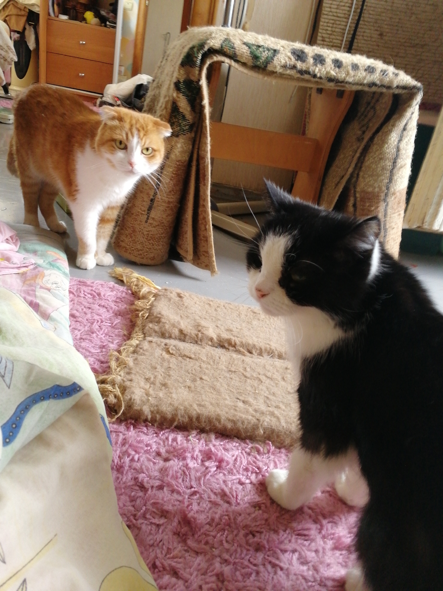 An indoor scene depicts two cats on a floor covered with rugs and fabric. In the background, a wooden cabinet with drawers is visible, along with a blanket draped over a chair. The orange and white cat is standing on the left, facing the camera with its ears slightly back. A black and white cat is seated on the right, looking away from the camera. The environment suggests a residential setting, possibly in Volzhsky, Russia, given the provided metadata.