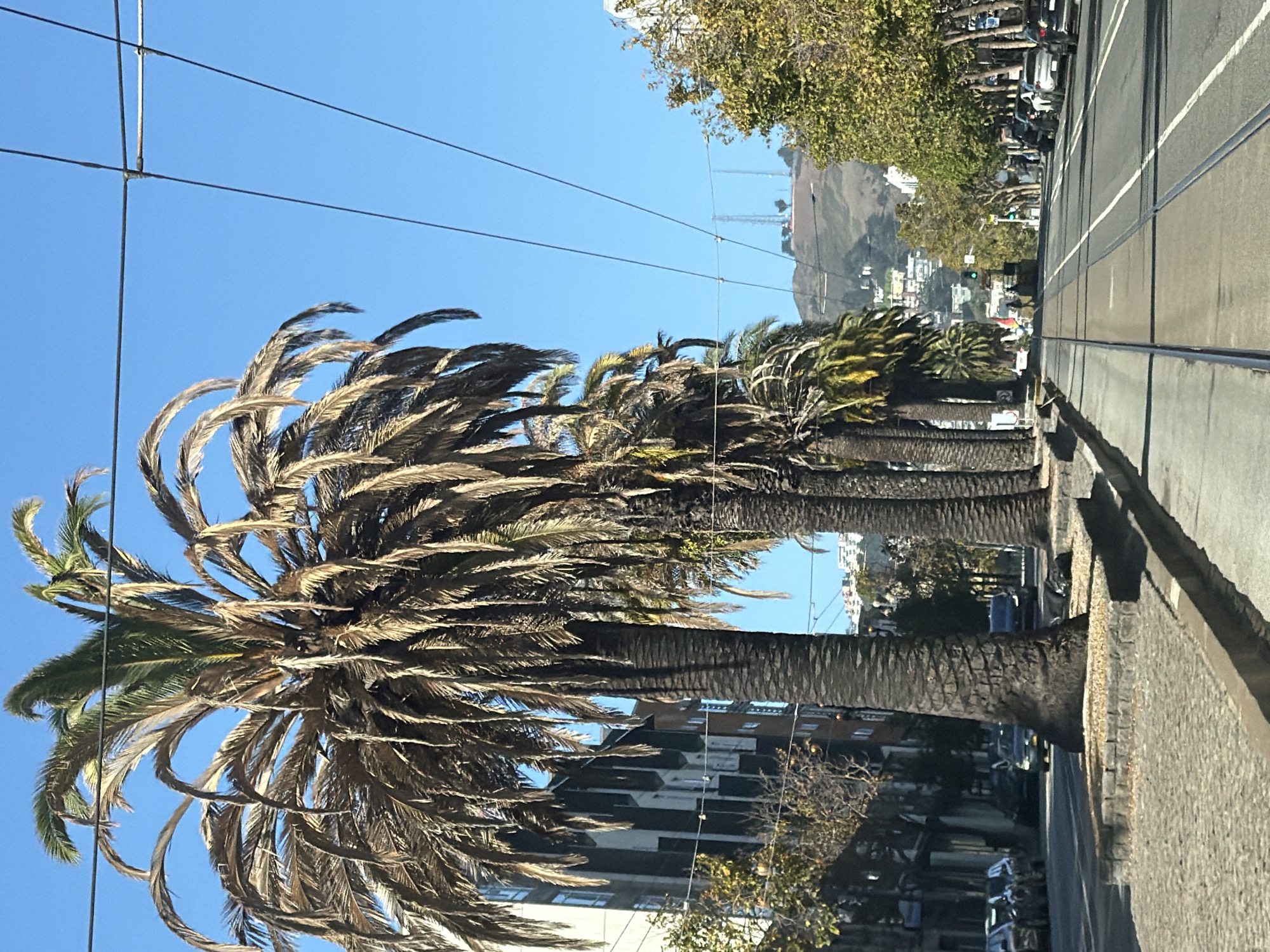 The image captures a street scene in San Francisco, California, USA, under a clear blue sky. In the foreground, a row of palm trees lines a sidewalk paved with cobblestones. Their fronds appear dry and sparse, suggesting they might be struggling with the local climate. The street itself has streetcar tracks running down the center. Cars are visible parked along the side of the road and in traffic.
In the background, buildings of varying heights and architectural styles are present. Further in the distance, a lush green hill rises, dotted with houses and topped with communication towers. The overall impression is of an urban environment with a touch of natural landscape.