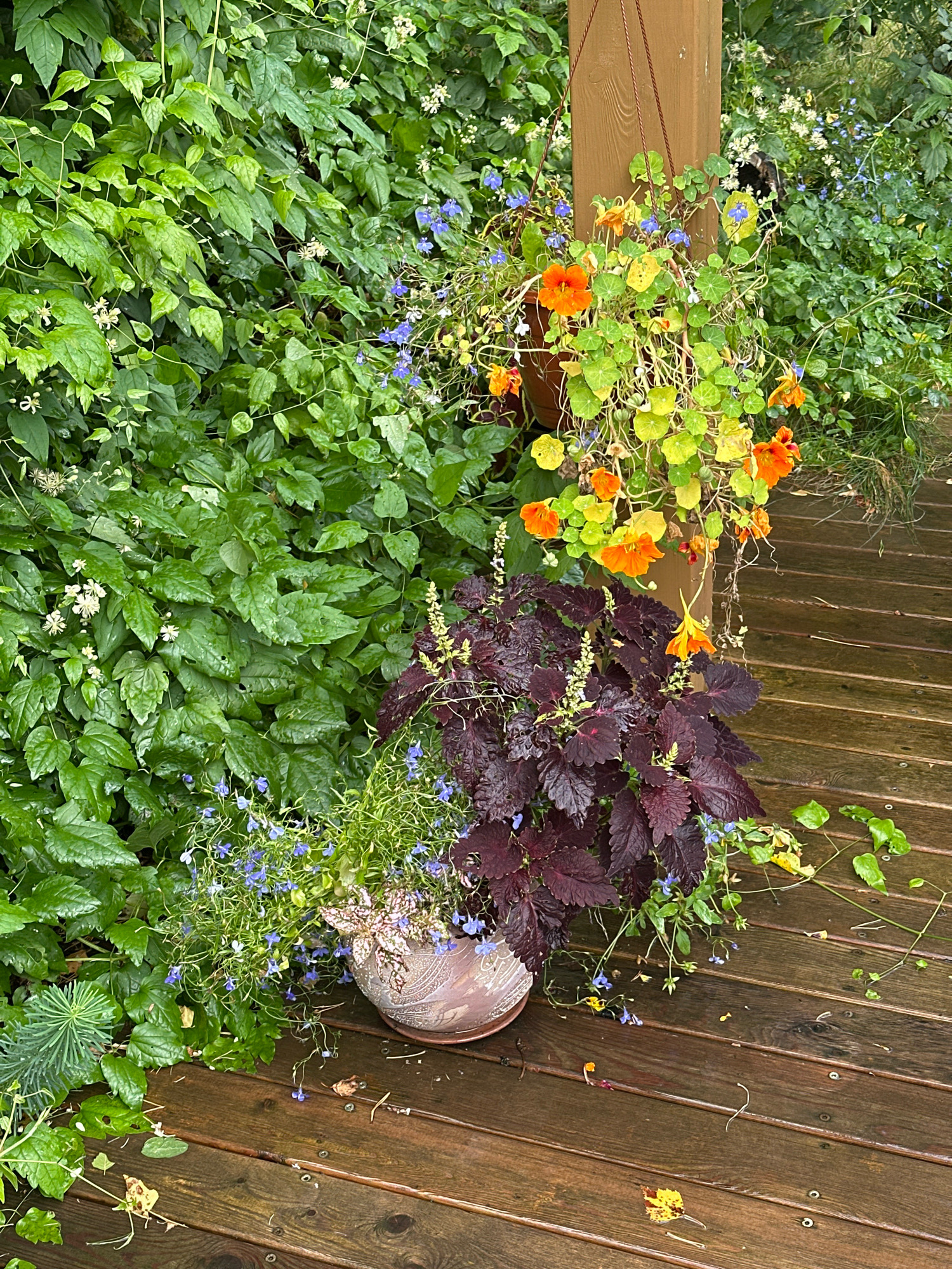 The image depicts an outdoor scene on a wooden deck, possibly in the Калодзішчанскі сельскі Савет, Belarus, given the surrounding lush greenery. The focus is on several potted plants, including a hanging basket filled with bright orange nasturtiums and trailing green vines, suspended from a wooden post. Adjacent to this, a dark burgundy coleus plant with serrated leaves stands in a patterned pinkish-brown pot. Delicate blue lobelia flowers cascade from the coleus pot. The wooden deck appears wet, suggesting recent rain. The background is dominated by a dense wall of vibrant green foliage, with some small white and blue flowers interspersed. The overall impression is one of a verdant and somewhat damp garden setting. There are no people visible in the image.