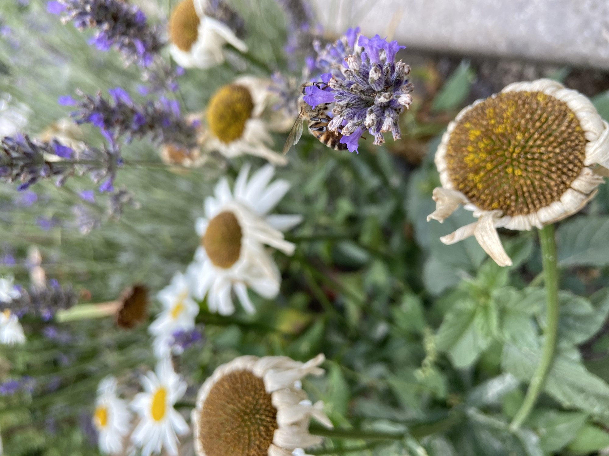 A close-up, shallow depth of field shot shows a honeybee on a cluster of purple lavender flowers. The bee is striped with brown and yellow and is actively foraging. In the blurred background, several white daisies with yellow centers are visible, some appearing wilted. The overall scene depicts a garden environment. There are no people present. The image appears to be a photograph of a natural setting. No information is provided to locate this scene in Fadeyevo, Russia.