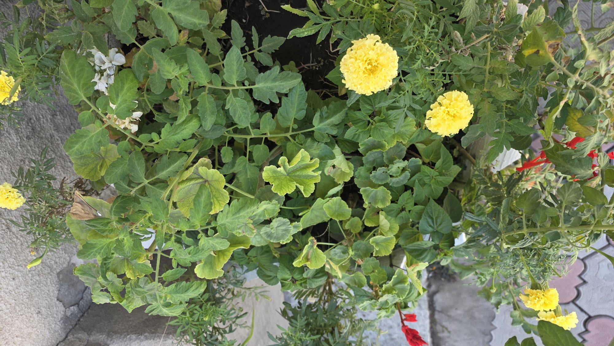 In the city of Tokmok, Kyrgyzstan, a cluster of plants is depicted from an overhead perspective. The plants are a mix of green foliage and several flowers, with a majority of the flowers being a vibrant yellow. There are at least two distinct yellow flowers that are fully bloomed, along with a few buds. Interspersed among the green leaves are also small white flowers. Adding a splash of color, there are also two red flowers visible in the lower left and lower right sections of the image, with one red flower appearing to be a petal or part of a blossom. The background consists of a gray, rough-textured surface, possibly a wall or concrete structure, and the ground beneath the plants is dark soil with some dry leaves. The plants themselves appear to be healthy and well-maintained, suggesting they are in a garden or planter box.
