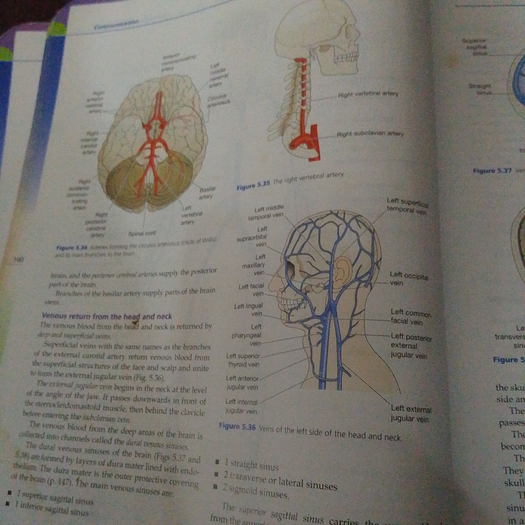 This is a close-up photograph of an open textbook page. The page displays anatomical diagrams of the human head and neck, specifically illustrating the arterial and venous systems. The diagrams are rendered in a colored pencil or watercolor style, with red representing arteries and blue representing veins.
The main subjects are the scientific illustrations themselves, which are detailed and labeled with anatomical terms. There are no people, animals, or specific environmental settings depicted. The overall scene is that of an educational resource.
The activity taking place is the presentation of information, specifically anatomical details related to the circulatory system of the head and neck. The diagrams are accompanied by descriptive text, explaining venous return and the structure of dural venous sinuses.
Notable details include the figure captions, such as "Figure 5.34 Arteries forming the circulus arteriosus (circle of Willis) and its main branches to the brain," "Figure 5.35 The right vertebral artery," and "Figure 5.36 Veins of the left side of the head and neck." There are also bulleted lists of venous sinuses. The page is from a textbook, suggesting an academic or medical context. There are no indications of time of day, weather, or emotional content. The image is cropped such that only the relevant page content is visible, with a portion of a binder or cover on the left side.