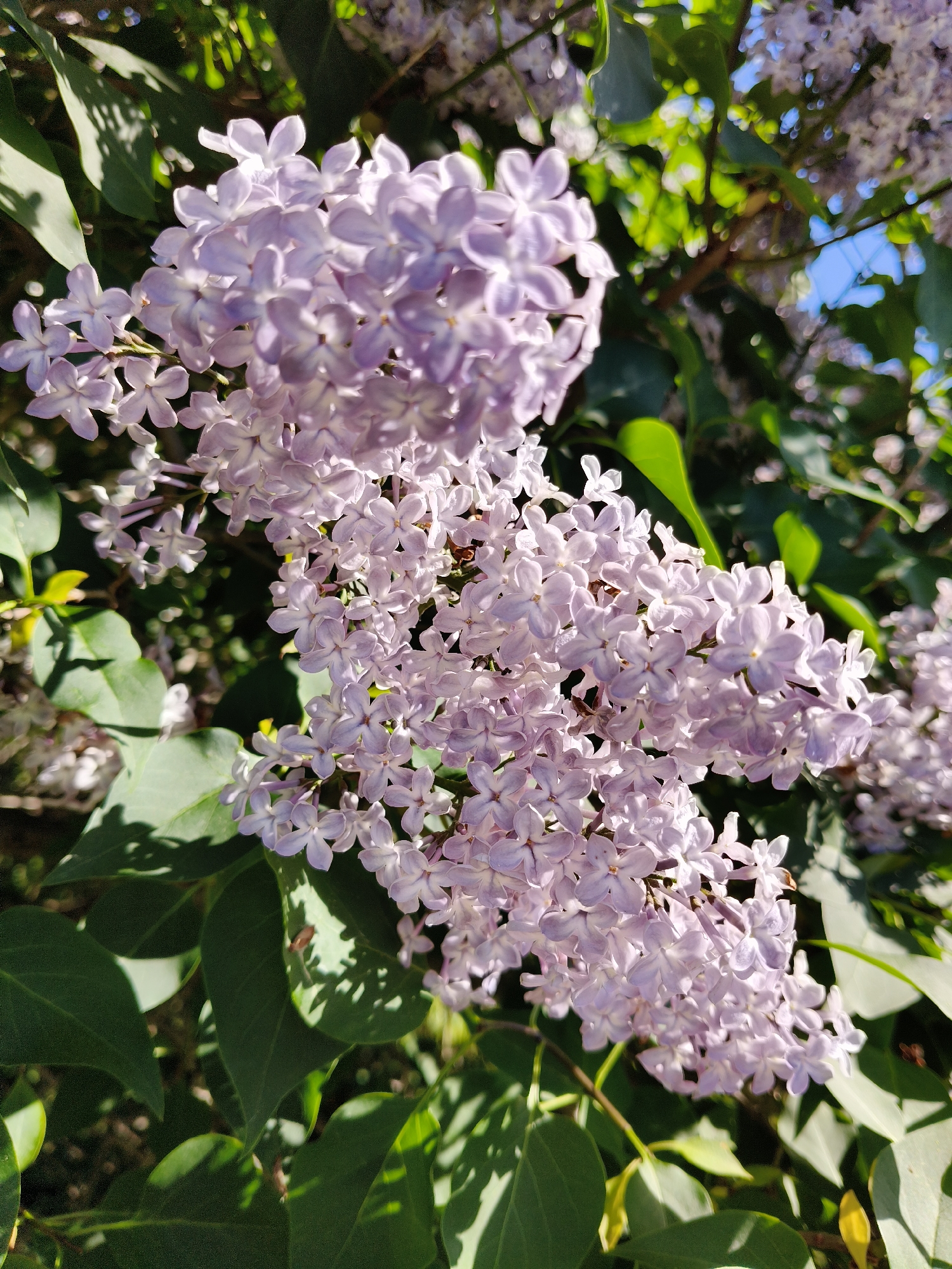 The image displays a close-up view of light purple lilac flowers (Syringa vulgaris) on a shrub, in the city of Unknown, Unknown. Multiple dense clusters of small, four-petaled florets are prominent, with individual petals and stamens discernible under direct illumination. Numerous ovate green leaves with visible venation surround the blossoms; some leaves are brightly lit by sunlight, exhibiting highlights, while others are in shadow, with distinct cast shadows visible on their surfaces. The background consists of blurred green foliage and intermittent patches of bright blue sky, indicating an outdoor, daytime setting. No human subjects or man-made objects are present.
