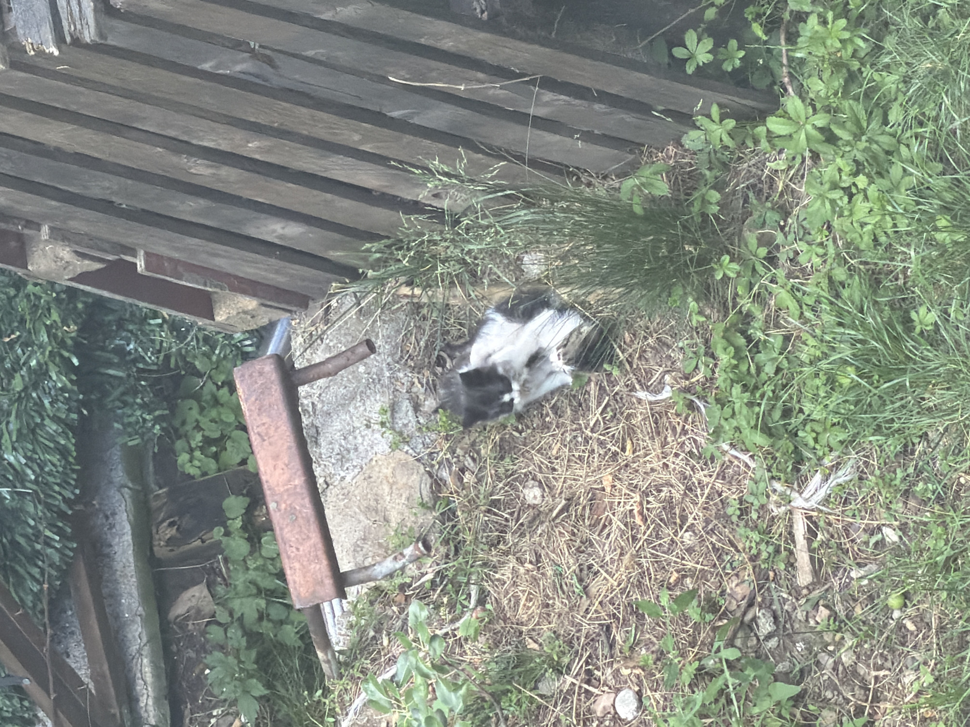 An outdoor scene in Sofia, Bulgaria, shows a black and white cat sitting on dry grass and scattered leaves. The cat is facing the camera, with its front paws tucked underneath its body. Behind the cat, a stack of weathered wooden planks leans against an unseen structure. To the left of the cat, a rusted metal object with a curved arm rests on the ground. The ground is covered in dry grass, small green plants, and scattered stones. The overall setting appears to be an unkempt outdoor area, possibly a yard or alleyway.