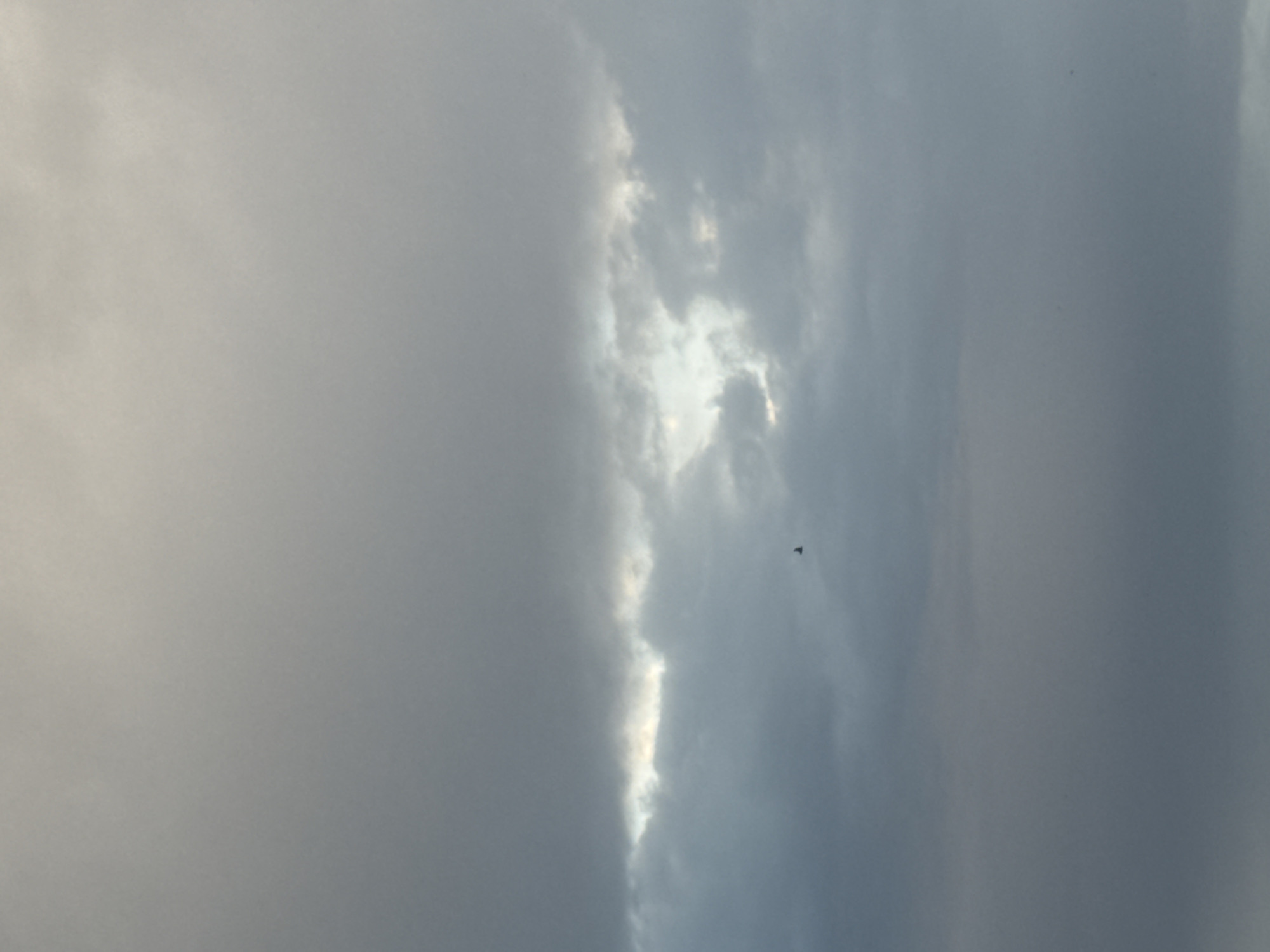 A lone bird is captured in flight against a backdrop of an overcast sky. The sky transitions from a lighter, diffused light at the top to darker, thicker clouds towards the bottom of the frame. A thin band of brighter light pierces through the cloud layer horizontally across the mid-section of the image, creating a subtle break in the grayness. The bird, a small silhouette, is positioned to the left of the bright light streak and slightly below its horizontal center. The scene appears to be an outdoor environment, likely Bishkek City, Kyrgyzstan, given the prompt's context, at a time when the sun is not directly visible due to cloud cover.