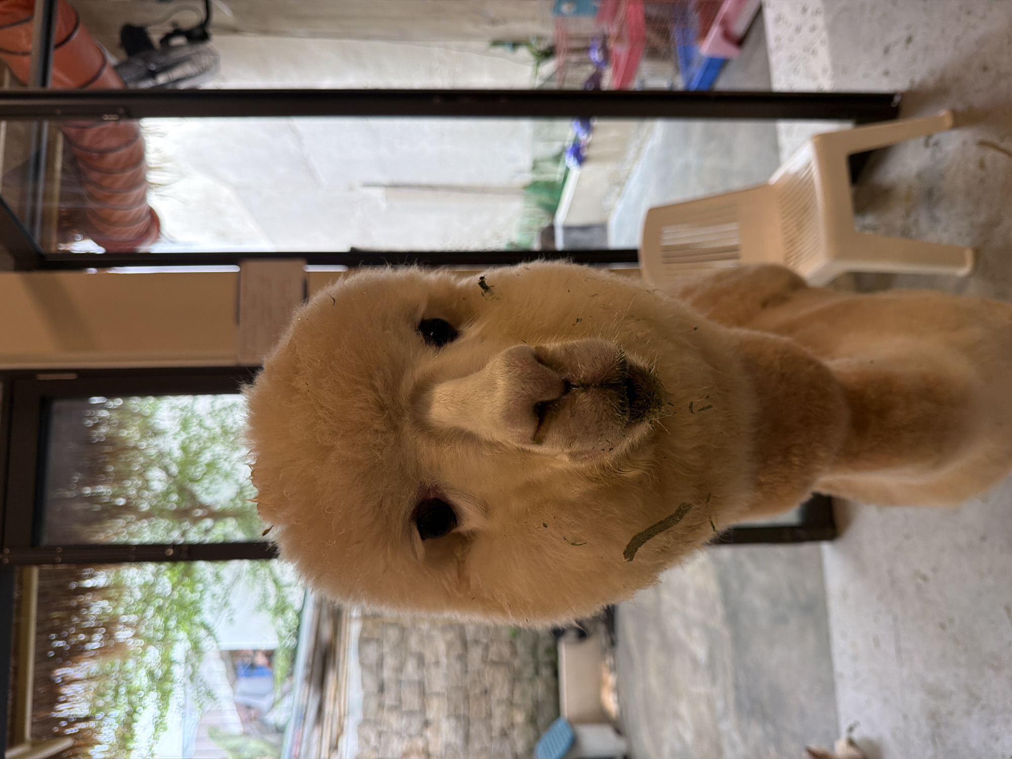 A light brown alpaca stands in a shallow, sunlit room with a concrete floor and a stone wall in the background. The alpaca is positioned in the center of the frame, facing forward with its head tilted slightly to the left. The animal's fur is disheveled, with pieces of grass clinging to its face and neck. Its eyes are dark and round, and its nose appears wet. A white plastic chair is visible to the right of the alpaca. Through a large glass window behind the alpaca, a blurry outdoor scene with green foliage and a street can be seen, suggesting an urban setting. The overall impression is a candid shot of the alpaca in an indoor/outdoor enclosure, possibly a petting zoo or farm in Nha Trang, Vietnam, given the tropical vegetation visible outside.