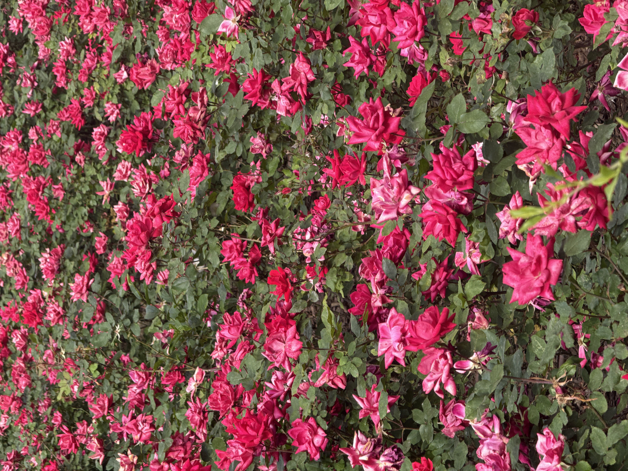 A dense thicket of flowering rose bushes fills the frame. The roses are predominantly a shade of deep pink or red, with many in full bloom, while others appear faded or slightly wilted. The green foliage of the bushes provides a backdrop to the vibrant flowers. The overall impression is that of a sprawling garden or landscaping feature, densely packed with flowering roses. The location is not discernible based on visual information alone.