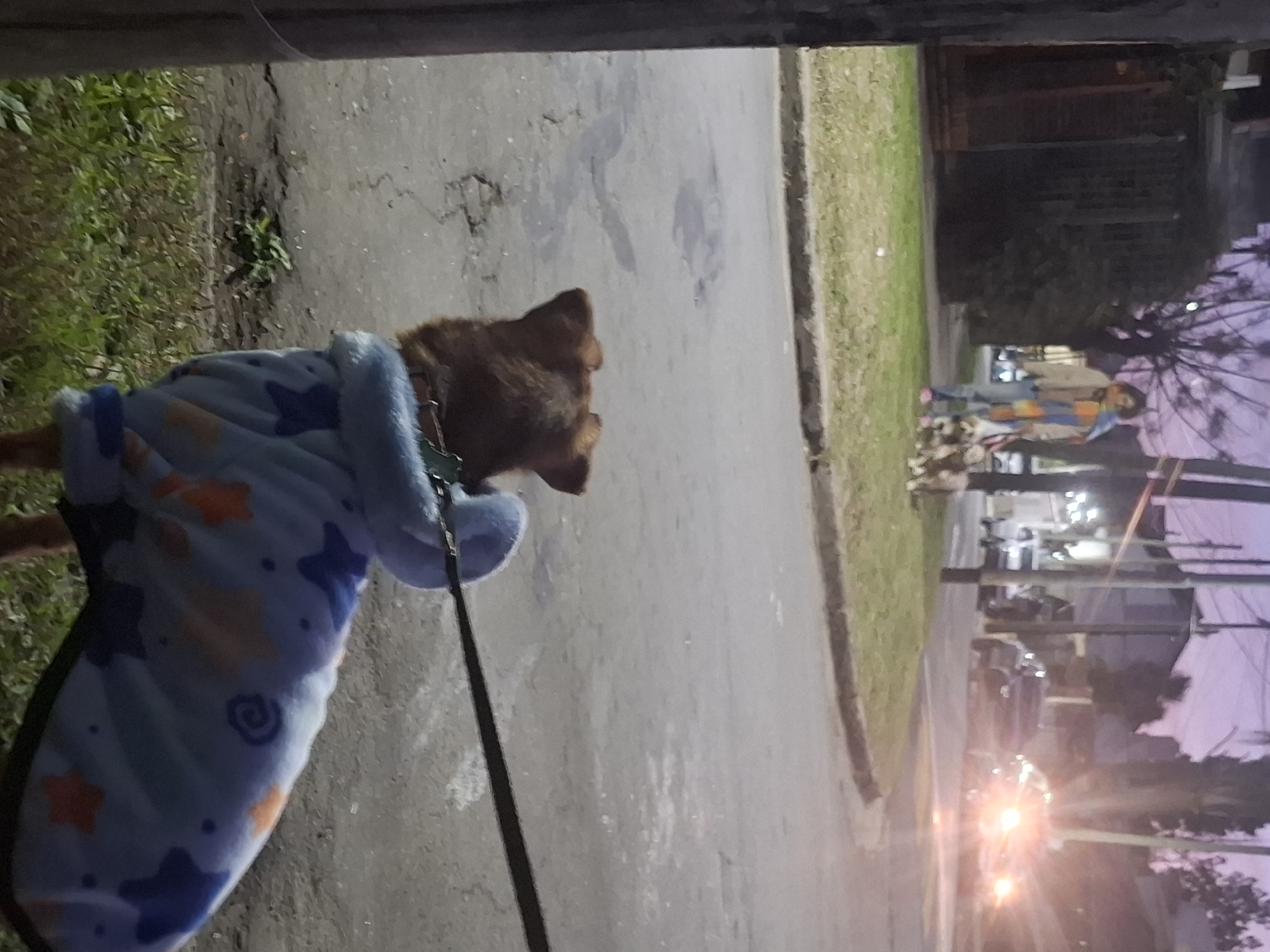 The image depicts a nighttime scene on a street in Wilde, Argentina. In the foreground, a medium-sized dog wearing a blue patterned coat with stars is visible from behind, attached to a leash. The dog appears to be standing on a cracked asphalt surface with sparse grass and foliage to its left. In the middle ground, a person in a light-colored jacket and jeans, wearing a colorful scarf, is walking two smaller dogs on a sidewalk bordering a grassy area. Several cars are present on the street in the background, with headlights illuminating the scene. One car appears to be a dark SUV. The sky exhibits twilight colors, suggesting it is either early evening or early morning. The environment includes streetlights and utility poles.