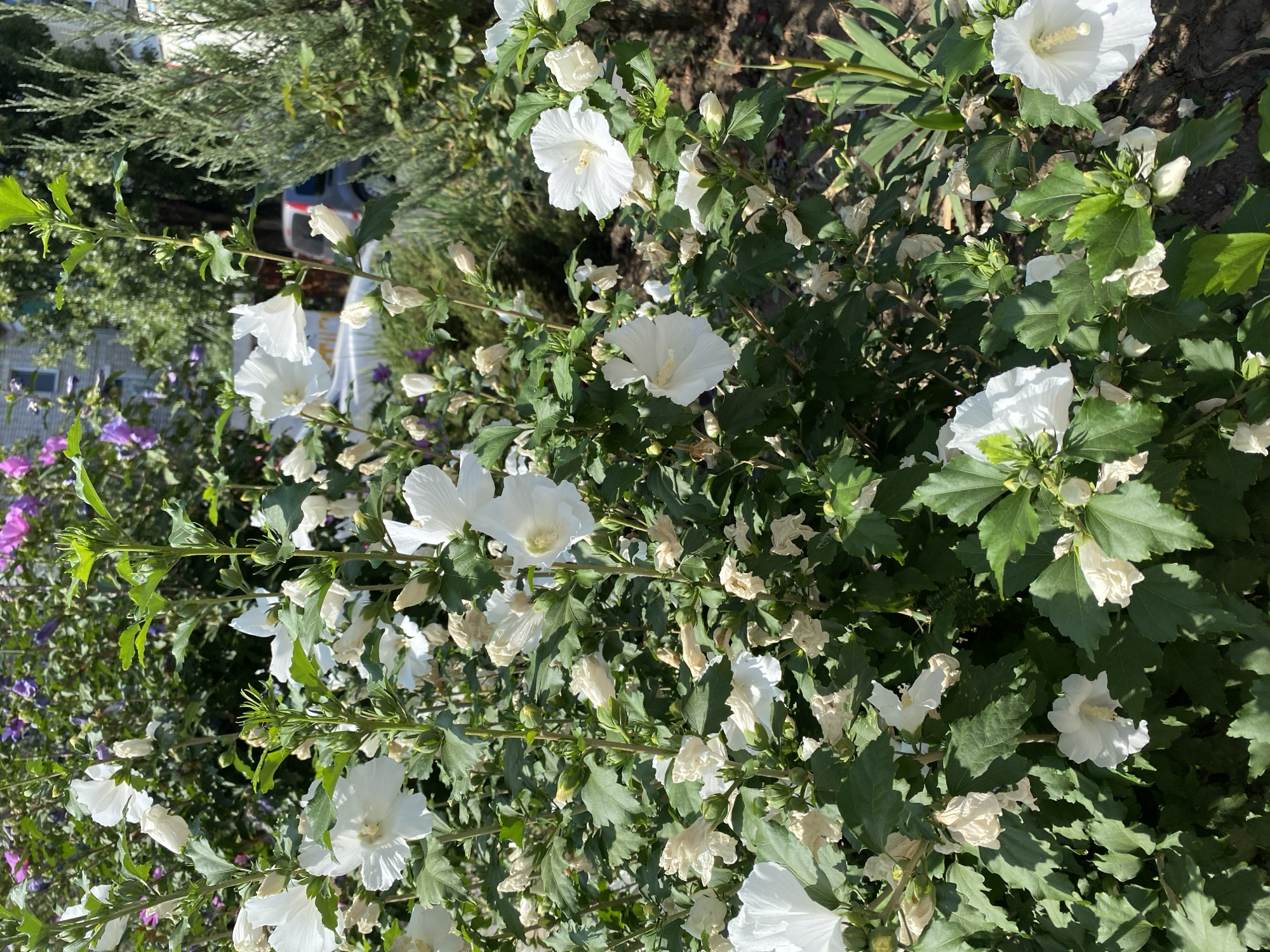 The image depicts a close-up view of a bush with numerous white hibiscus flowers, some in full bloom and others as buds. The flowers have delicate white petals and prominent stamens. The foliage is a vibrant green, with some wilting and dried flowers interspersed among the healthy blooms. In the background, blurred elements suggest an urban setting. Purple and pink flowers are visible behind the white hibiscus, along with green foliage and the upper portions of buildings. To the right, a coniferous shrub is partially visible. The scene appears to be outdoors, likely in a garden or park area within the city of Chornomorsk, Ukraine. The lighting suggests a sunny day.