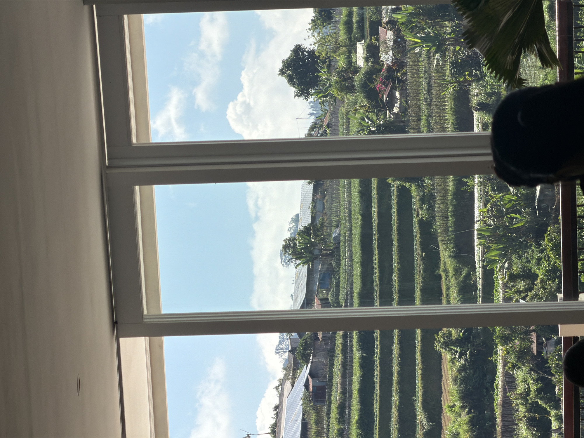 The image depicts a view of terraced fields and houses from behind a large window in Baturiti, Indonesia. The foreground shows the back of a person's head, obscuring a portion of the view. The window is divided into three vertical panels. Beyond the window, lush green terraced fields are visible, with rows of crops stretching up a hillside. Scattered among the fields are small houses with corrugated metal roofs. In the background, trees and a clear blue sky with scattered clouds complete the landscape. The sunlight suggests it is daytime.
