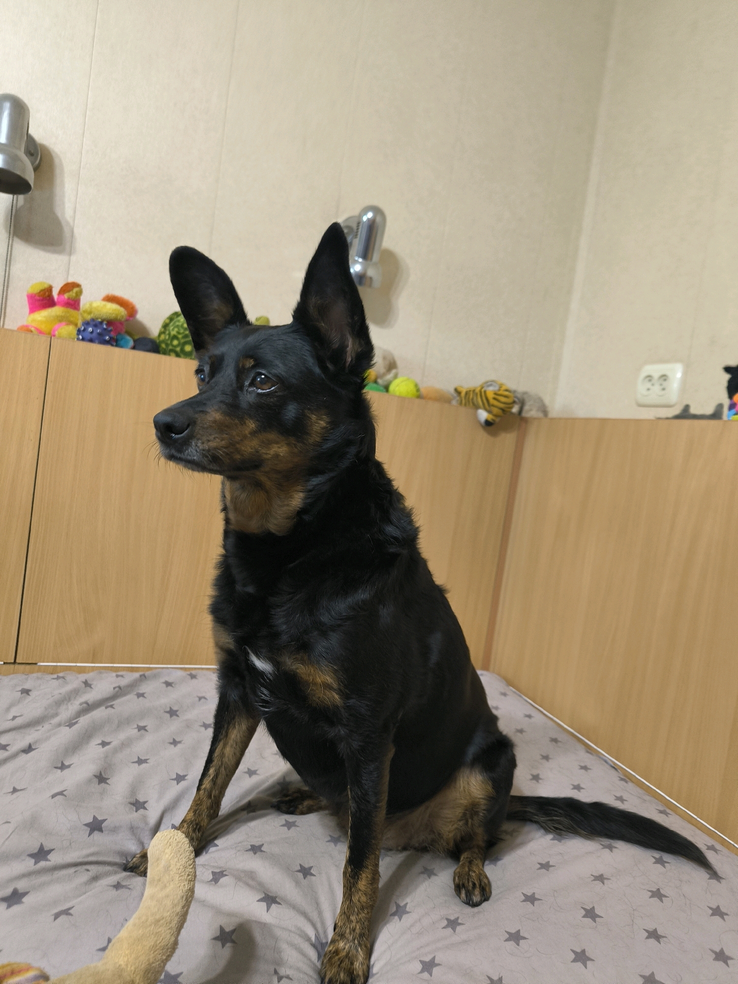 A medium-sized black and tan dog with large, upright ears is sitting on a bed with a star-patterned duvet. The dog is looking to its left, with its head slightly tilted. A light brown, plush toy is visible in the foreground, with the dog's paw resting on it. In the background, a wooden cabinet is visible, with various colorful children's toys and a tiger-striped stuffed animal arranged on top. A silver wall lamp is mounted on the wall to the left of the image, and a light-colored wall with a double electrical outlet is to the right. The scene appears to be indoors, likely in a residential setting. There is no indication of the specific location within Mykolaiv, Ukraine.