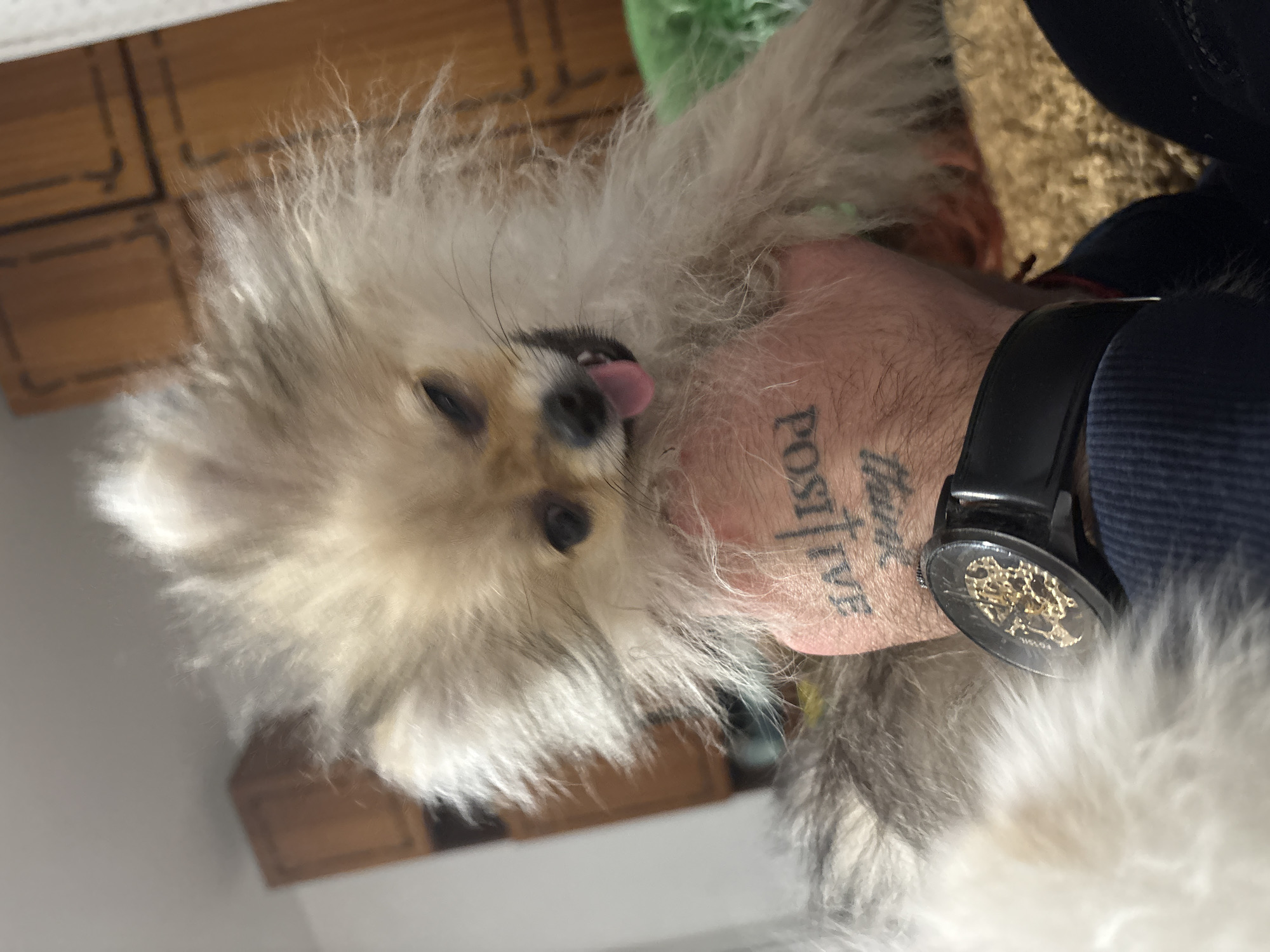 A fluffy Pomeranian dog is being held. The dog is primarily white and grey with a tan face. The dog's tongue is visible. A man's arm is holding the dog. The man has a tattoo that includes the word "POSITIVE". The man is wearing a black watch. The location appears to be indoors, with wooden furniture visible in the background. There is no evidence in the image that it is in Asenovgrad, Bulgaria.