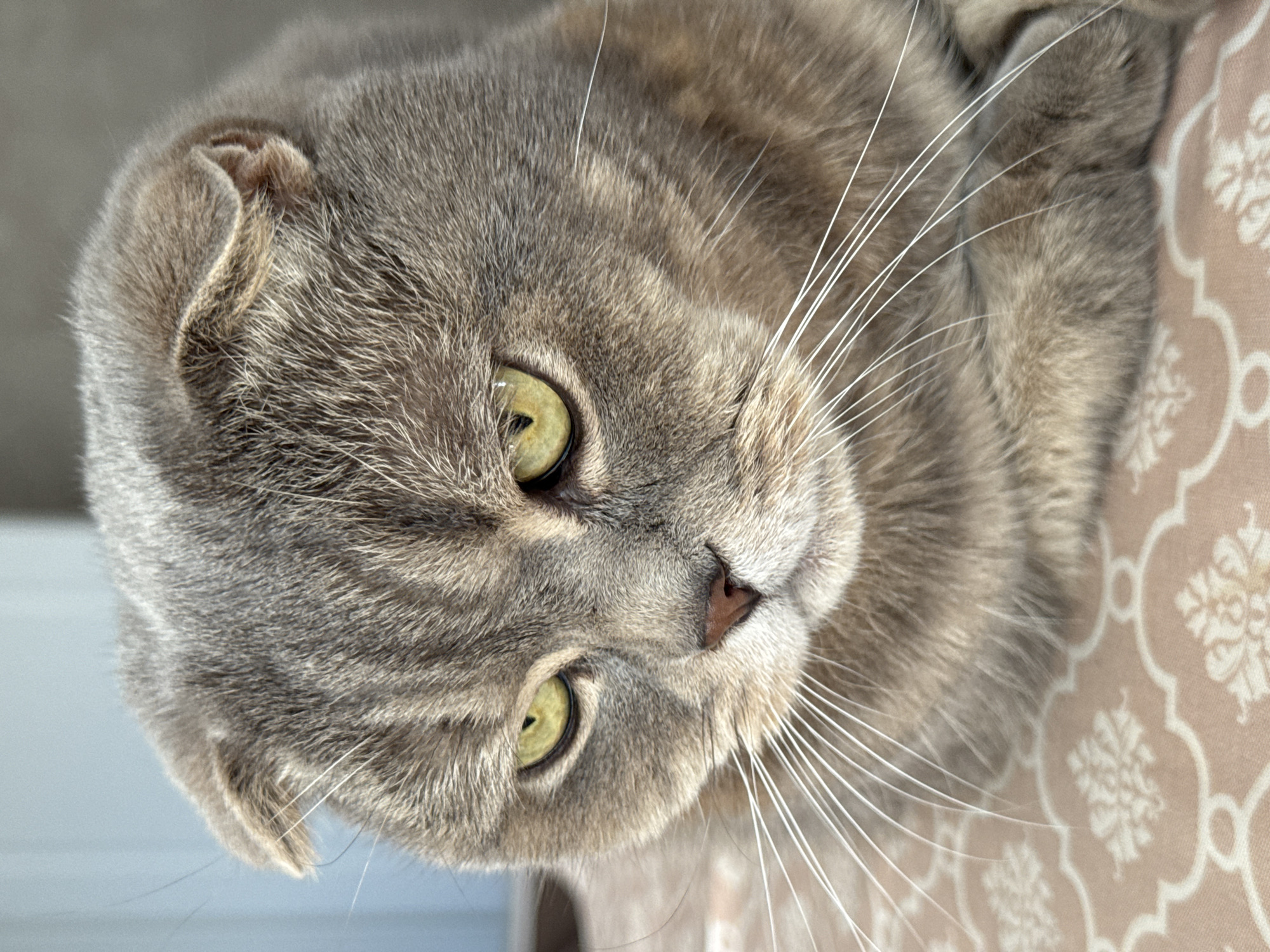 The image shows a close-up of a Scottish Fold cat with gray tabby fur and yellow-green eyes. The cat is lying down on a surface with a pink and white patterned fabric. The cat's ears are folded forward, and its gaze is directed downwards. The background is out of focus, showing a light blue and gray wall. The image is a portrait of the cat. There is no information in the image to suggest a specific location in Saratov, Russia.