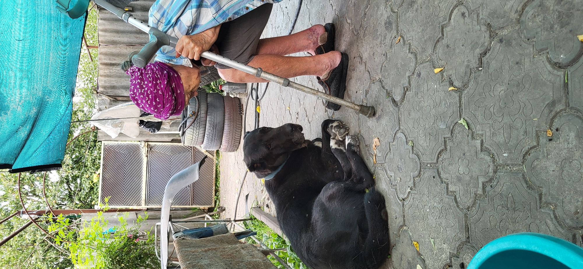 A person, seemingly elderly, is seated on the ground, leaning on a walker. They are wearing a plaid shirt and dark pants. A purple headscarf with a white butterfly pattern covers their head. Their legs are visible, with one shoe on and the other off, revealing skin with some discoloration and swelling. Next to the person, a black dog is lying on the ground, looking up at the person. The dog appears relaxed.
The scene takes place outdoors on a paved area with decorative patterned stones. In the background, there are some stacked tires, a metal gate with a chevron pattern, and lush green foliage. A bright turquoise mesh tarp is partially visible in the upper left corner. The lighting suggests it is daytime, possibly a warm day, as suggested by the foliage. The overall impression is one of a quiet, informal outdoor setting, perhaps a backyard or a small courtyard. The interaction between the person and the dog suggests a moment of companionship and rest. There is no visible text in the image. The location context is Tetianivka, Ukraine.