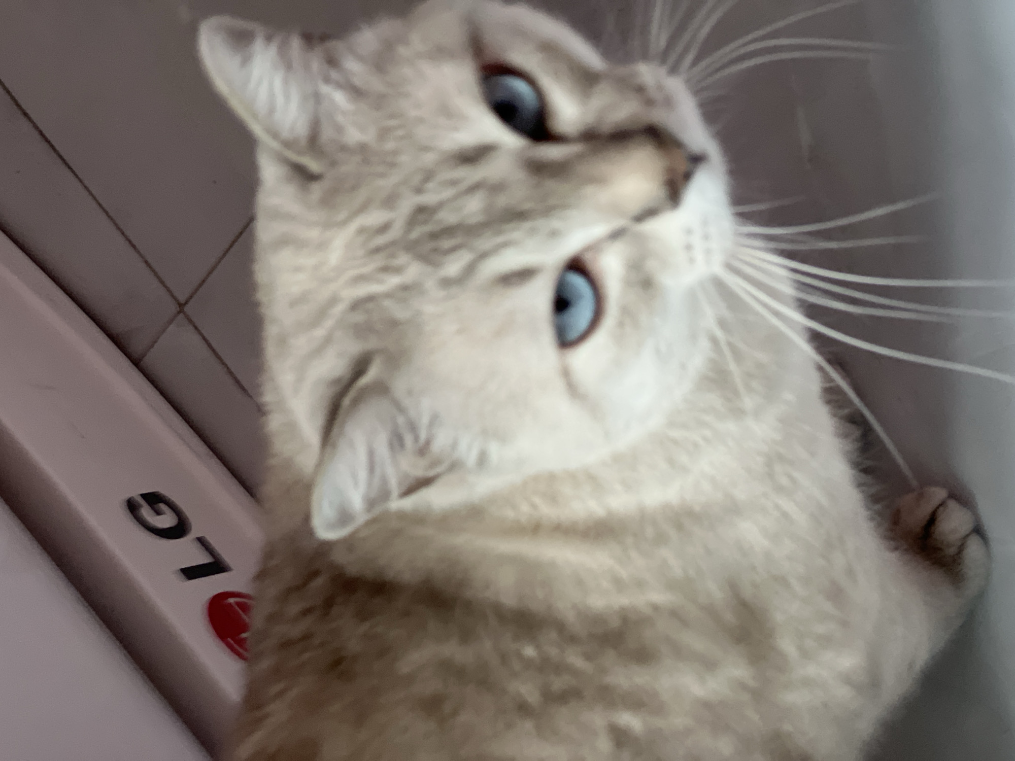 An indoor, close-up photograph captures a light-furred cat with striking blue eyes looking upwards towards the camera. The cat, possibly a Lynx Point Siamese or similar breed, has cream or very light brown fur with subtle darker markings around its ears, face, and paws. Its prominent white whiskers fan out to the right side of the frame.
The image is taken from a high angle, looking down at the cat, which is positioned slightly to the right of the center. The cat's head is tilted, giving it an alert and curious expression. The background is mostly out of focus, with a light, tiled surface visible to the upper left, showing faint grout lines. To the left side of the frame, a white, elongated object is visible, displaying the "LG" logo in black capital letters with its characteristic red circle emblem. The text is oriented almost sideways relative to the image frame. The lighting is soft, highlighting the cat's features, and there's a subtle shadow on its left side. No specific time of day or detailed location cues are discernible beyond an indoor setting, likely a home, suggested by the presence of the branded appliance.