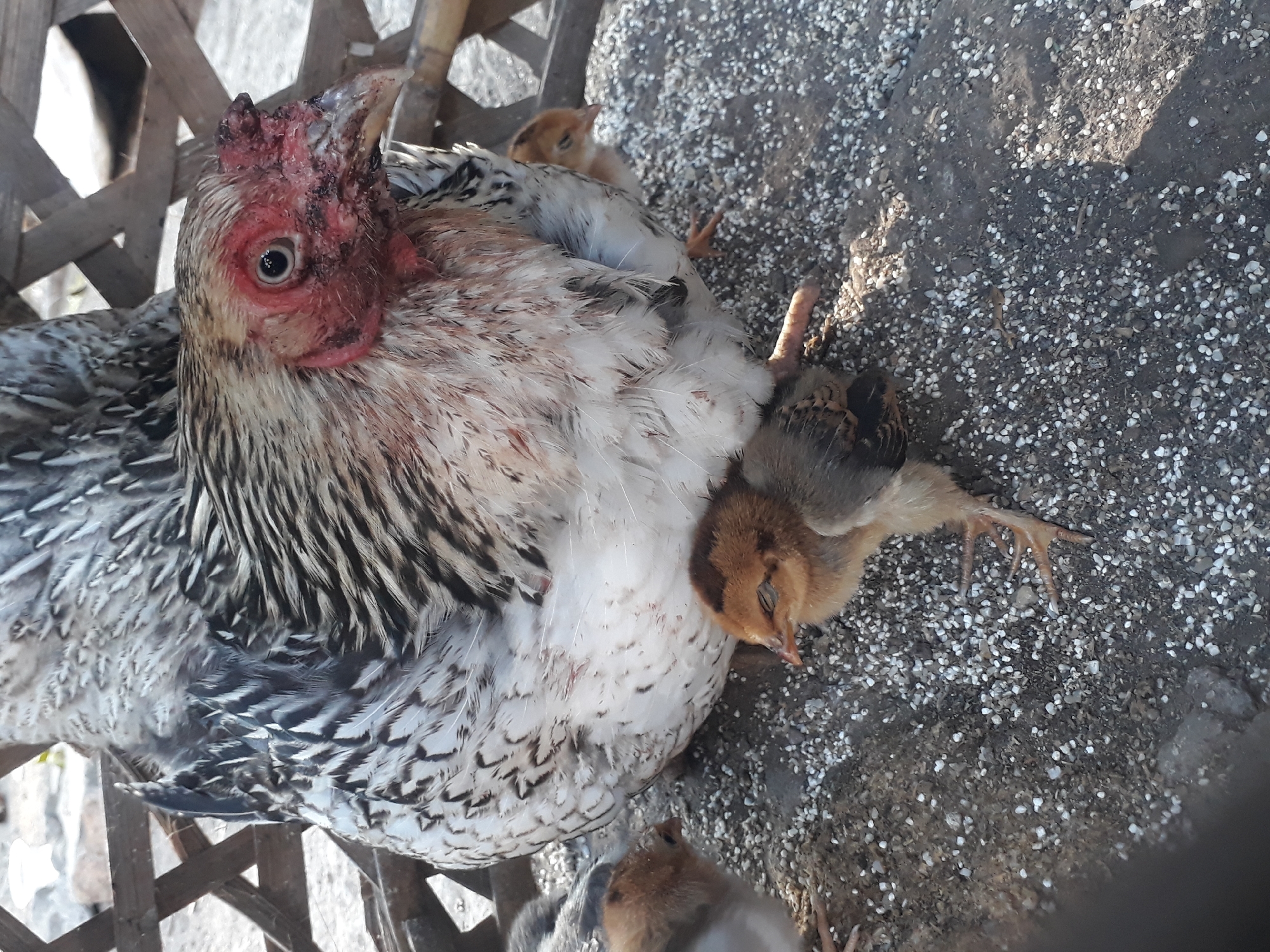 An adult chicken with white, black, and gray plumage is nestled in a woven bamboo enclosure, partially obscuring it. Several small chicks, with brown and gray downy feathers, are gathered around the adult hen. One chick is in the foreground, facing right with its eyes closed. The ground is covered in small pebbles and dirt. The scene appears to be outdoors, with dappled sunlight creating shadows. The image was taken in Janapria, Indonesia.