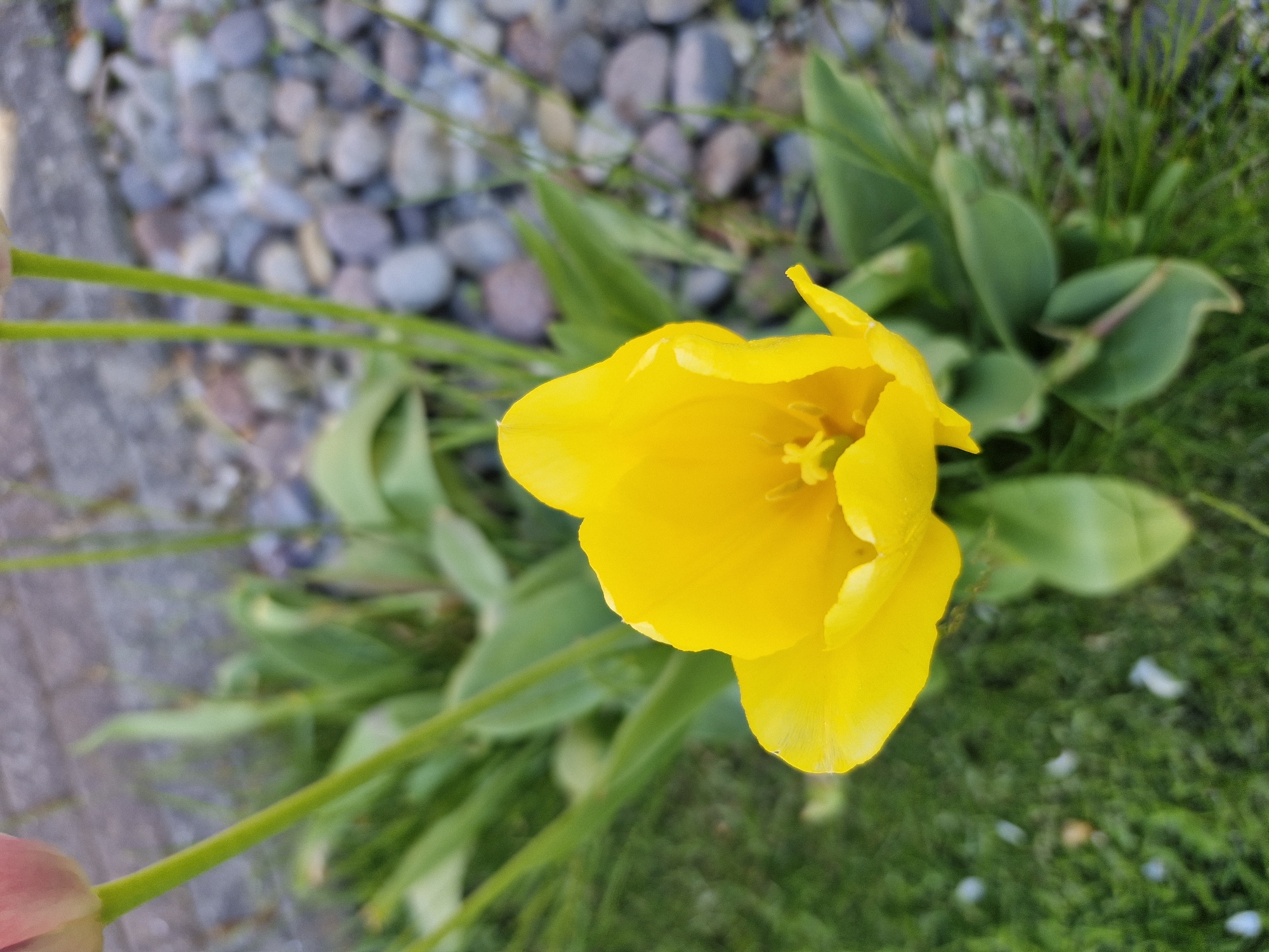 A close-up, overhead shot of a bright yellow tulip in partial bloom. The flower is surrounded by green leaves and stems. In the background, there is a mix of grass, small pebbles, and a concrete surface. The location is not identifiable.