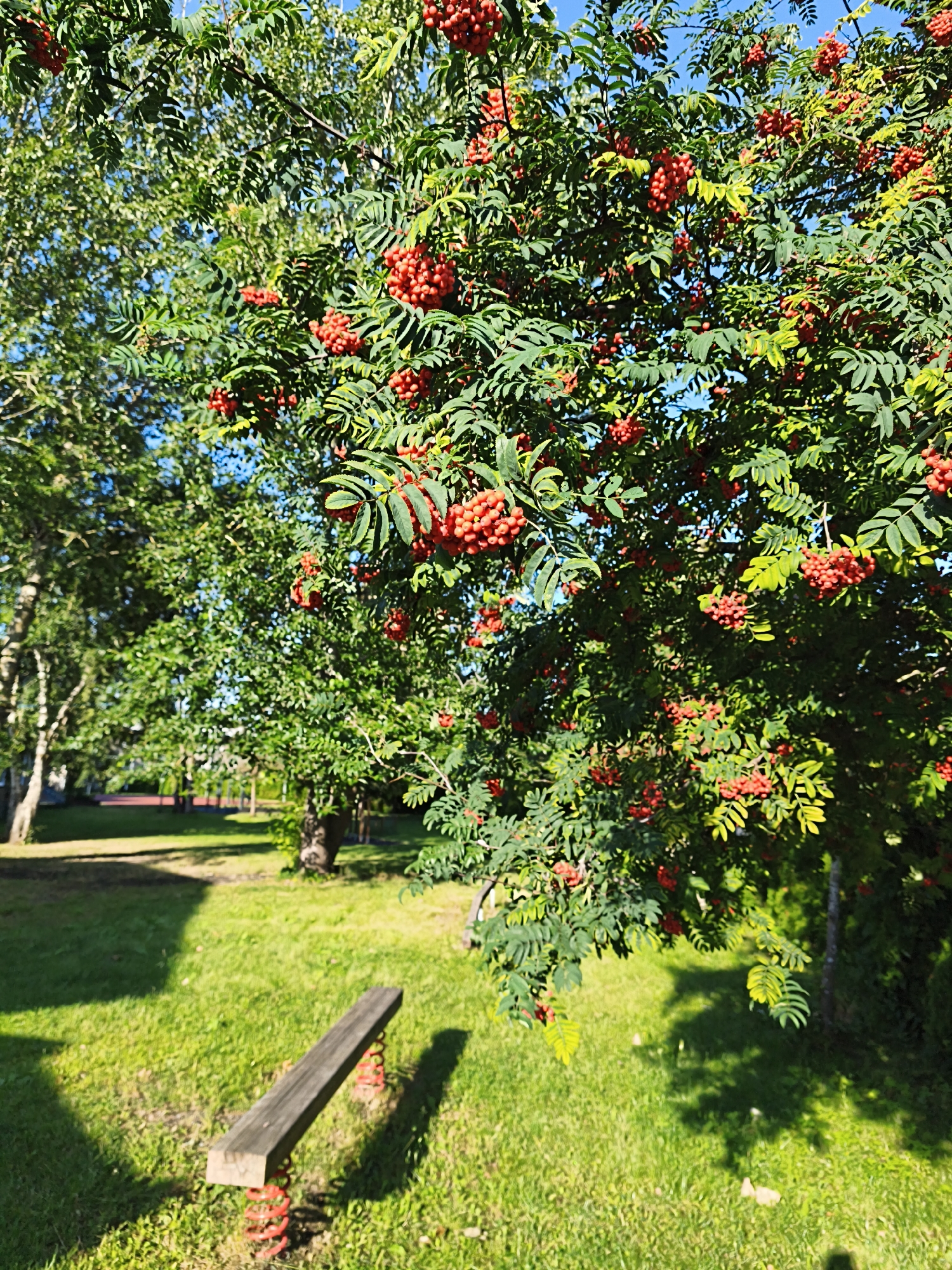 The image depicts a sun-drenched park area, likely in Tallinn, Estonia, given the context. A rowan tree with abundant bright red berries dominates the foreground, its branches laden with clusters of fruit against a clear blue sky. The tree's green, serrated leaves are vibrant in the sunlight. In the midground, a wooden bench, supported by red springs, rests on a lush green lawn. The lawn is well-maintained and shows the dappled shadows of trees, suggesting a park or recreational area. In the background, other trees are visible, some with lighter, peeling bark, possibly birches. Further back, a glimpse of a red track or playing surface hints at a sports or recreational facility. The overall scene is peaceful and evokes a sense of a warm, sunny day in an outdoor public space. There are no people or animals visible in the frame.