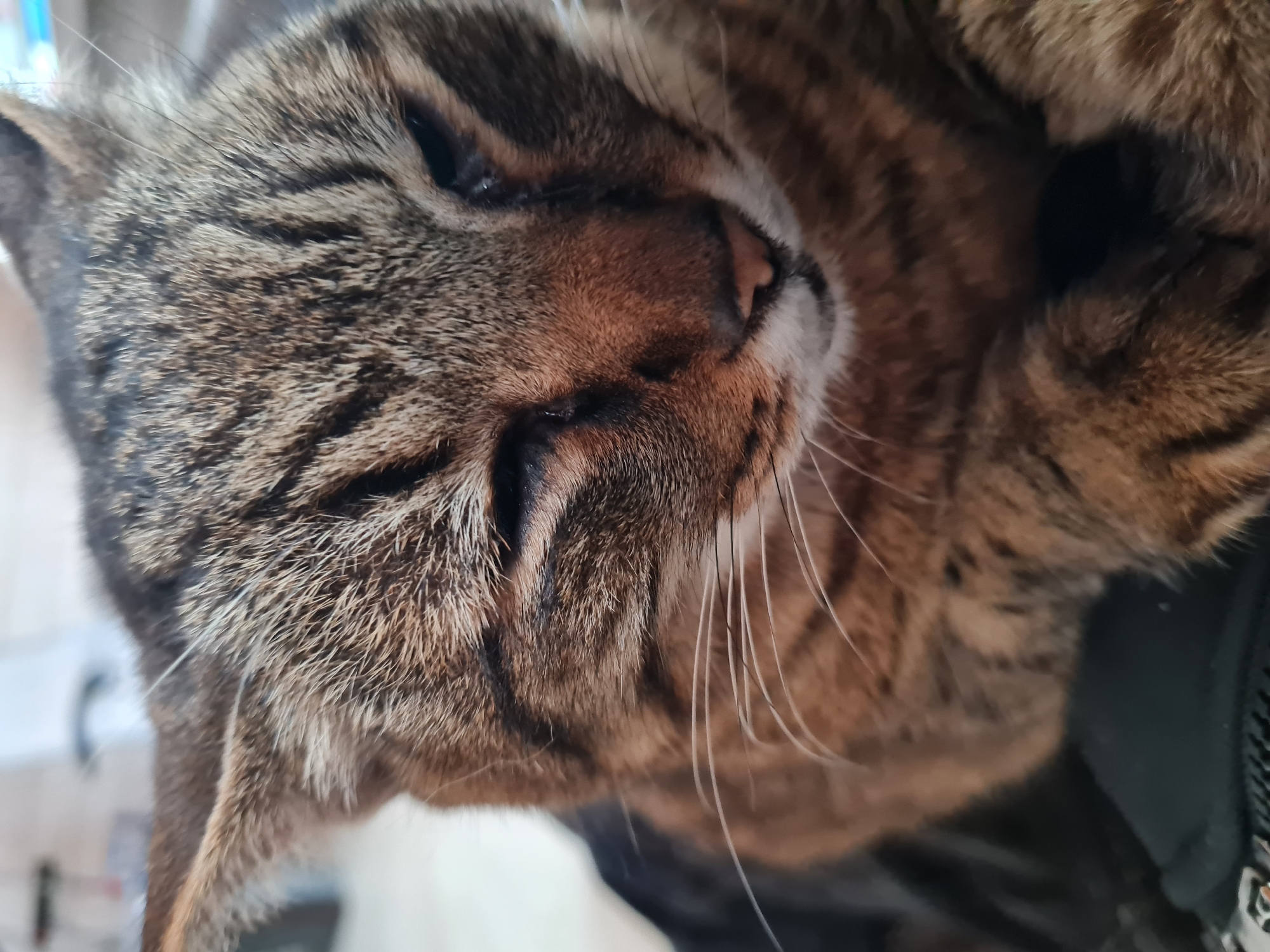 A close-up shot shows a tabby cat's face in repose. The cat has a brown and black striped pattern on its fur. The eyes are closed, and the cat is lying on its side. The background is indistinct. The image appears to have been taken indoors. There is no indication of the location being Noviy, Russia.