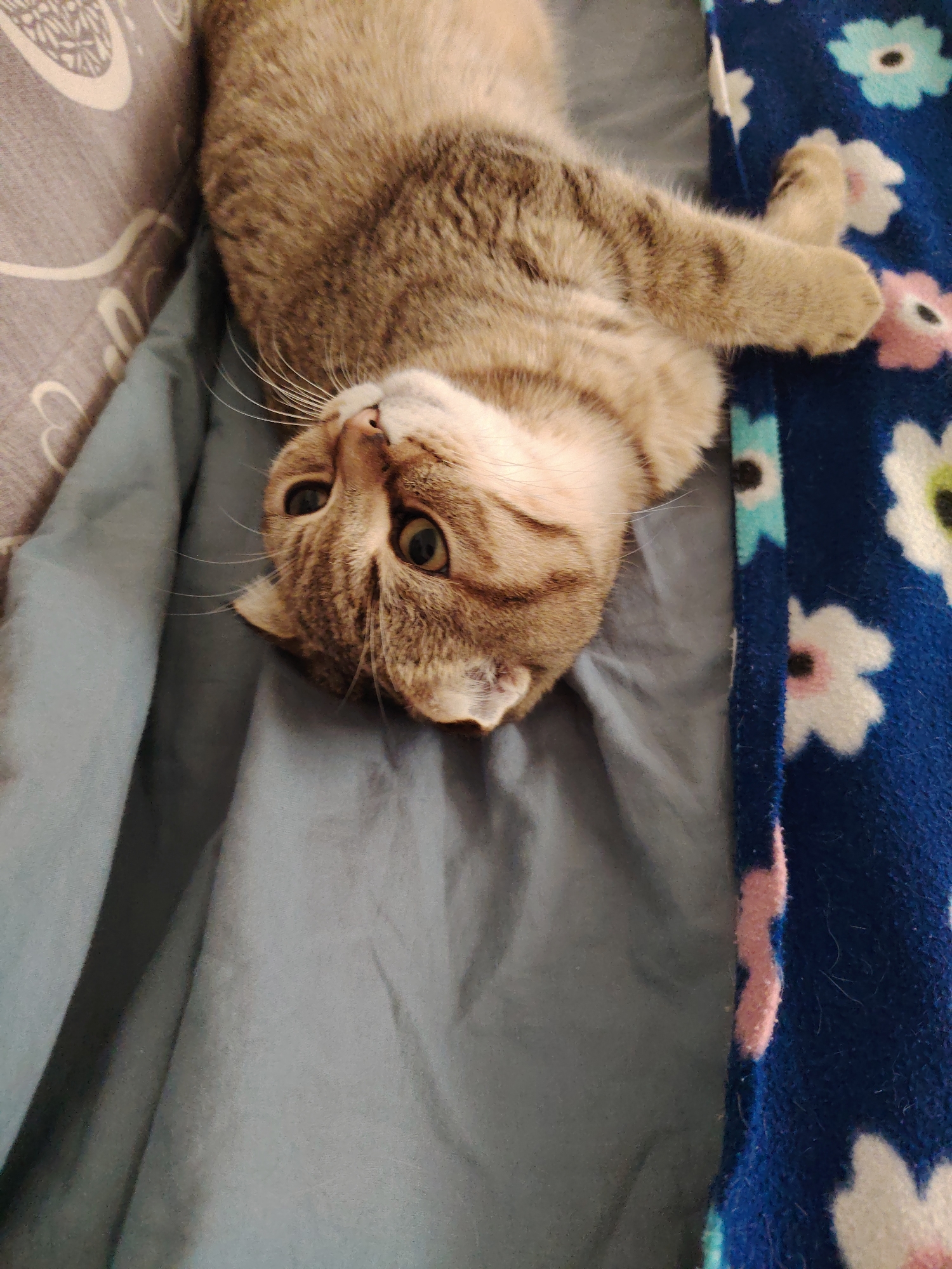 A young, short-haired tabby cat is lying on its back on a light blue blanket. The cat is facing the camera with its head tilted to the left. It has green eyes, a pink nose, and white whiskers. Its fur is a mix of brown and grey stripes. To the left of the cat, a grey blanket with a white pattern is visible. To the right of the cat, a dark blue blanket with a floral pattern of white, pink, and teal flowers is visible. The scene appears to be indoors, possibly on a bed or sofa. The lighting is natural, coming from above.