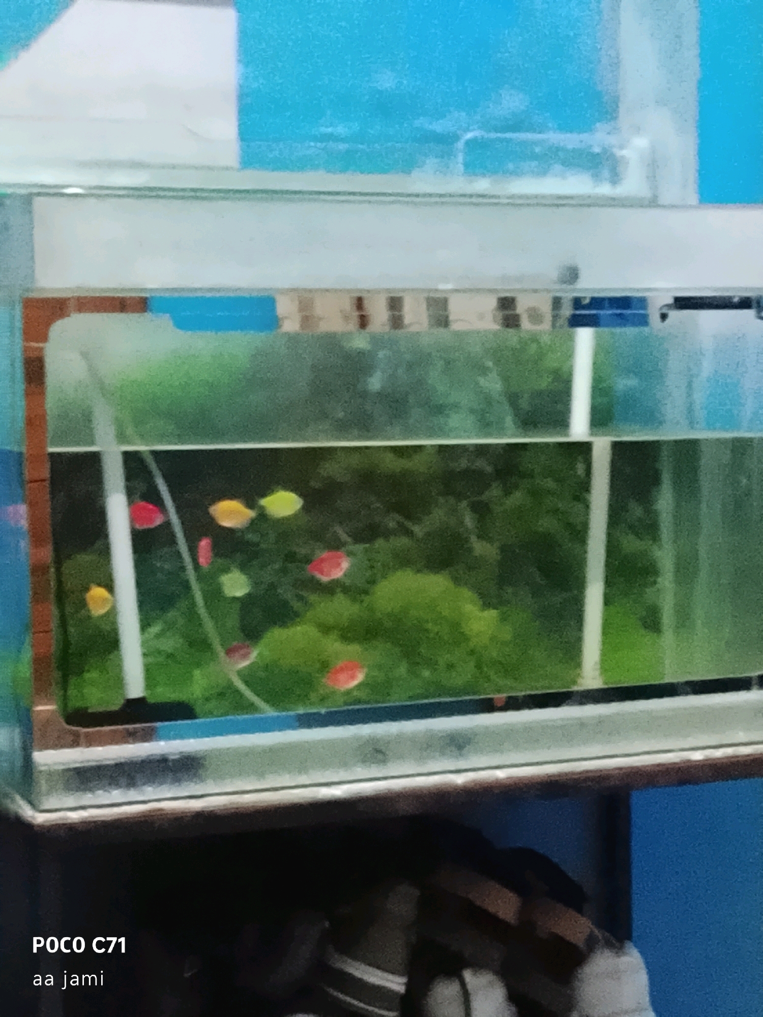 The image shows a freshwater aquarium with several small, brightly colored fish swimming within it. The fish are predominantly red and yellow. The aquarium contains green aquatic plants and a white vertical object, possibly a filter or decoration, is visible. The background appears to be a blurry green landscape, suggesting an outdoor setting reflected in the glass. The aquarium is placed on a dark surface. The bottom left of the image contains text indicating "POCO C71" and "aa jami." The overall scene is a still life of an aquarium. There is no information within the image to determine its location in Tasikmalaya, Indonesia.