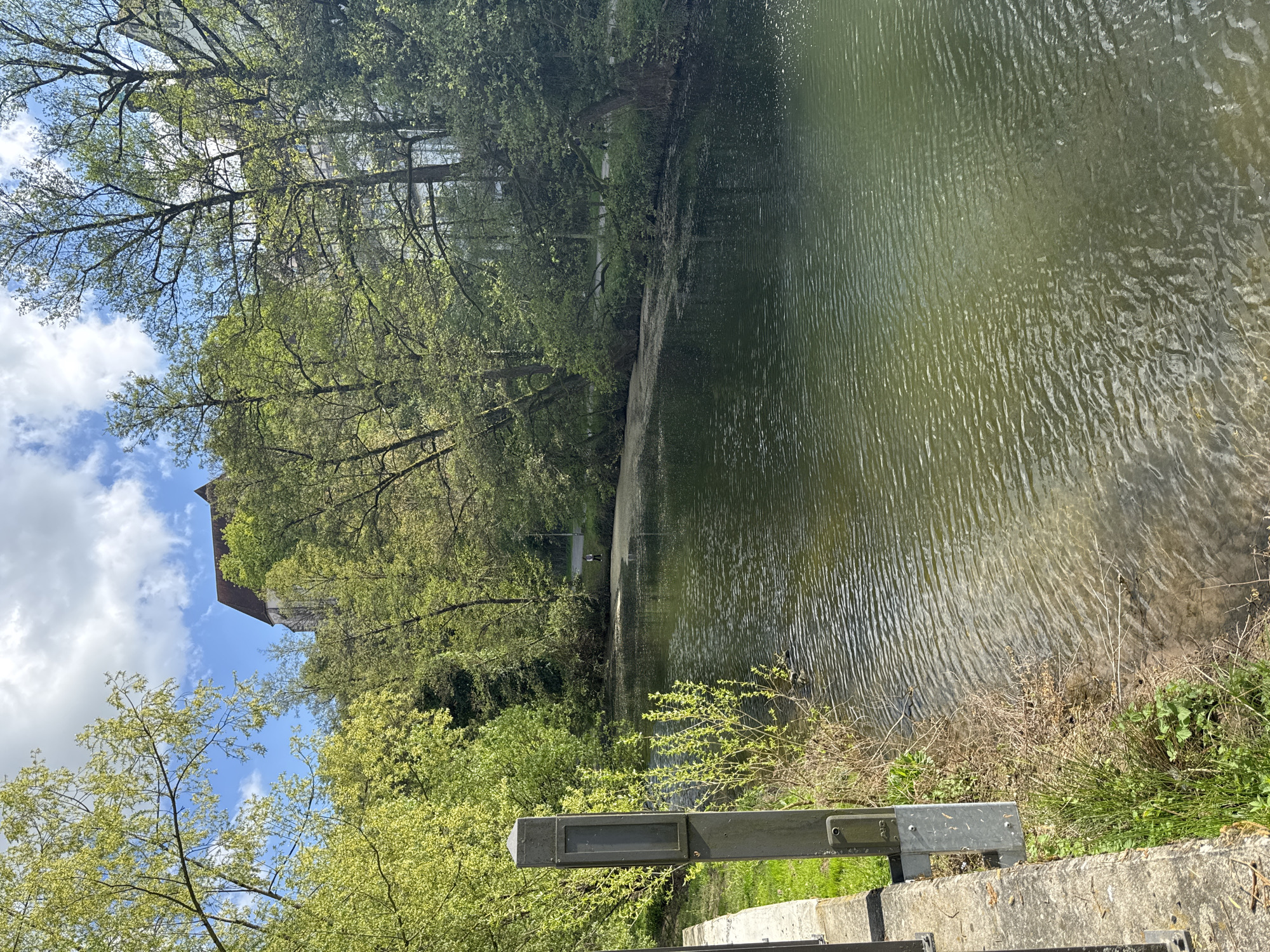 A daytime scene in Backnang, Germany, features a body of water, likely the Murr River. The water has a textured surface indicating movement. On the left bank, a dense collection of trees and foliage lines the water's edge. Further back, a building, possibly part of the Backnang Castle complex, can be seen among the trees. The sky is visible in the upper left corner, with white clouds against a blue backdrop. In the lower part of the frame, a concrete structure, possibly a bridge or a dam, is visible, with metal railings extending over the water. Weeds and grass grow near the structure. There are no people visible in the scene.