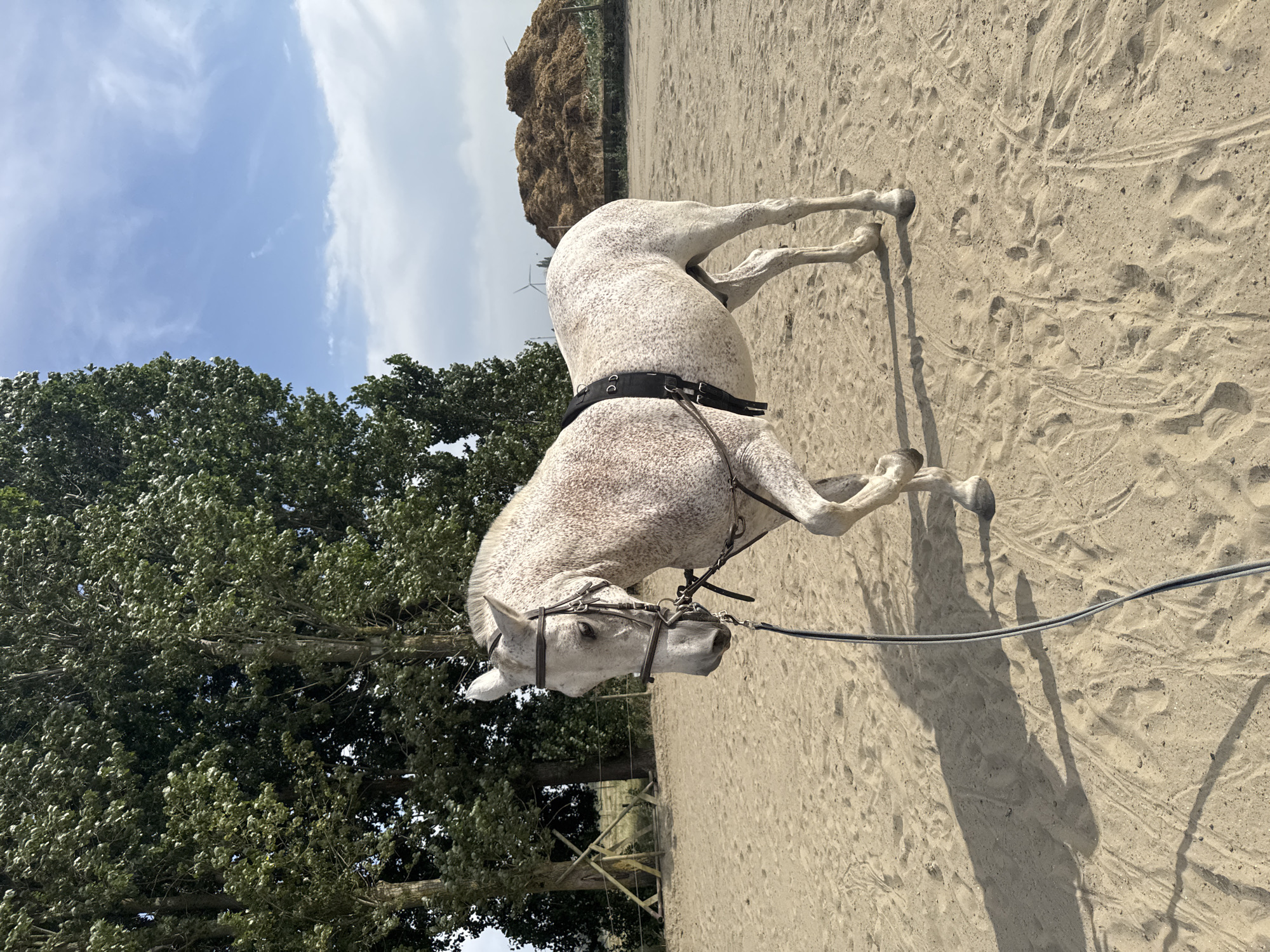A dappled grey horse is standing in a sandy arena. The horse is facing left and has a bridle and a training surcingle on. The horse is tethered to a rope that is lying on the sand. In the background, there are trees, a pile of hay or compost, and wind turbines. The sky is blue with some clouds. The scene appears to be an outdoor equestrian facility, possibly in the municipality of Estaimpuis, Belgium, given the general landscape and presence of wind turbines common in the region. The lighting suggests it is daytime, likely mid-morning or afternoon, with the sun casting shadows on the sand. There are no people visible in the image.
