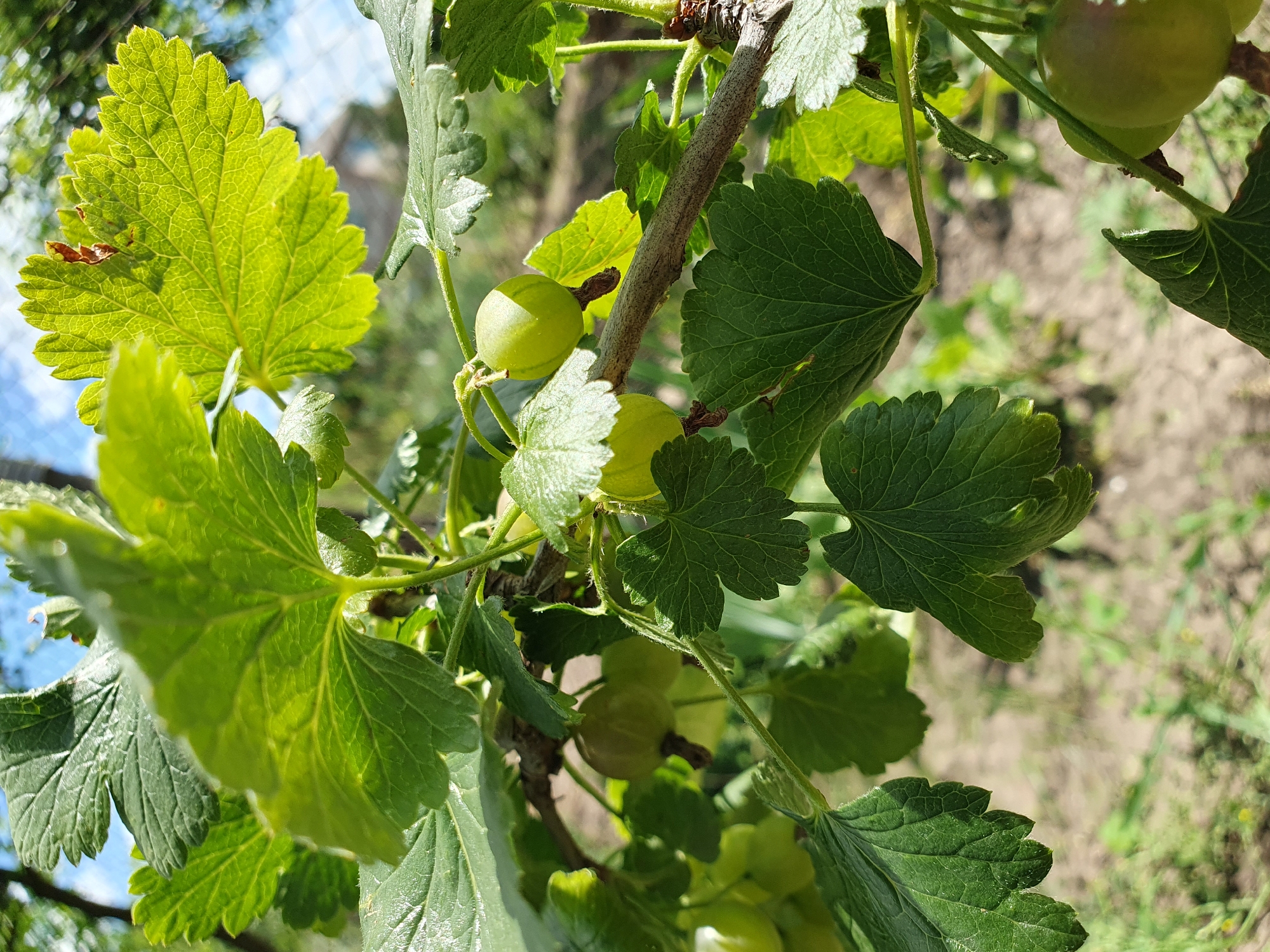 A close-up shot captures a branch of a gooseberry bush bearing several green berries and large, textured leaves. The sun illuminates the leaves, revealing their intricate vein patterns and creating highlights. The background is blurred, showing hints of the sky, other foliage, and a fence. This image was taken in Novoivanivka, Ukraine, on a sunny day, emphasizing the natural beauty of the fruit-bearing plant in its outdoor environment.