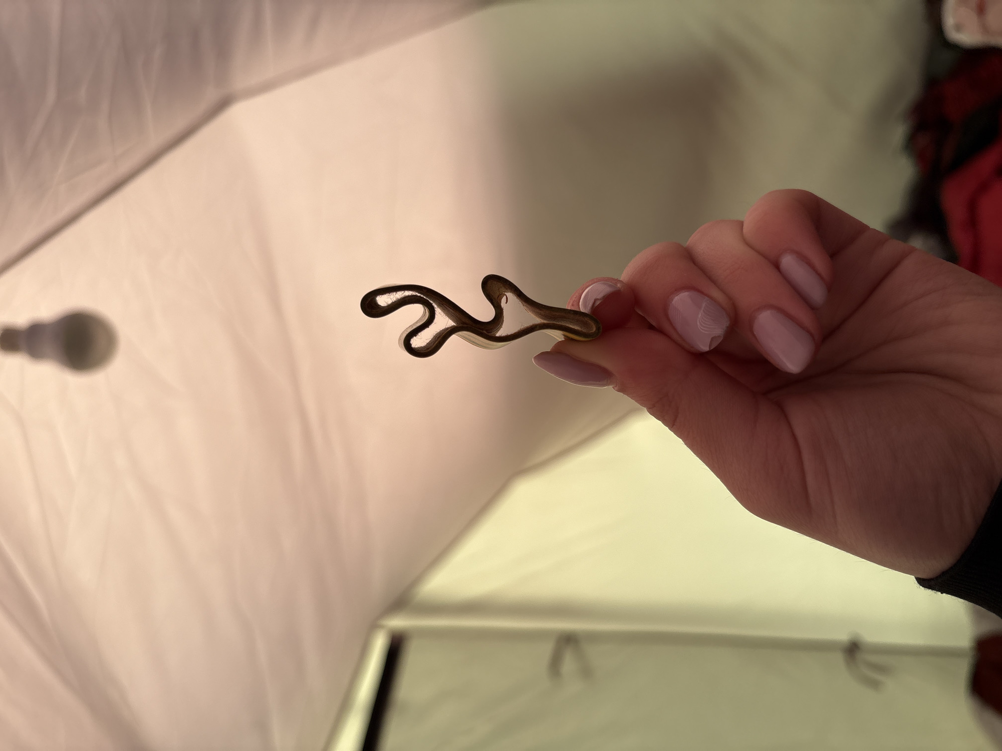 A human hand with light pink manicured nails is holding a thin, wavy, clear plastic object with a dark brown outline. The hand is positioned in the upper right of the frame. The background features a white, tent-like structure with a lightbulb visible in the upper left. The overall lighting is bright, creating highlights on the plastic object and the hand. It is not possible to confirm this location is in Lesnoye, Russia.
