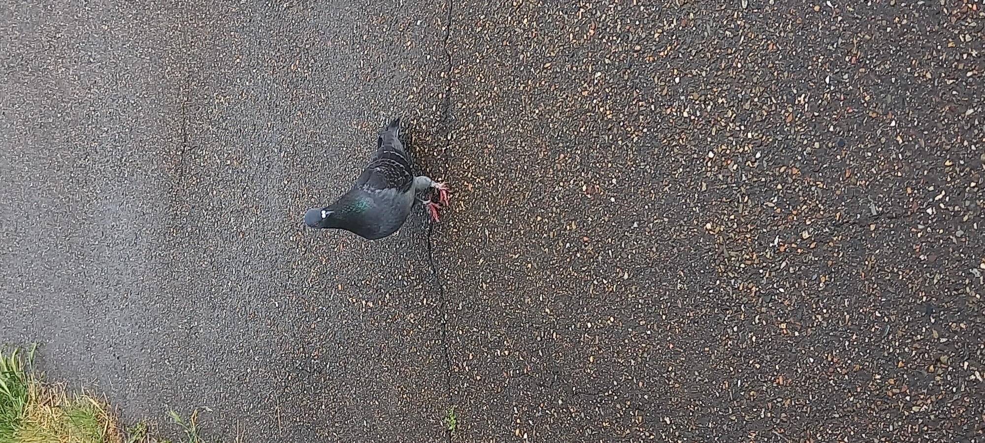 The image depicts a pigeon lying on a dark asphalt surface. The bird is predominantly gray with iridescent green and blue feathers on its neck. Its feet are a reddish-pink color. The asphalt surface appears to be slightly wet, with a rough texture consisting of small pebbles or gravel embedded in it. In the bottom left corner, there is a small patch of green grass. The location of this scene is unknown and there is no information to indicate that it is in Krasnodar, Russia.