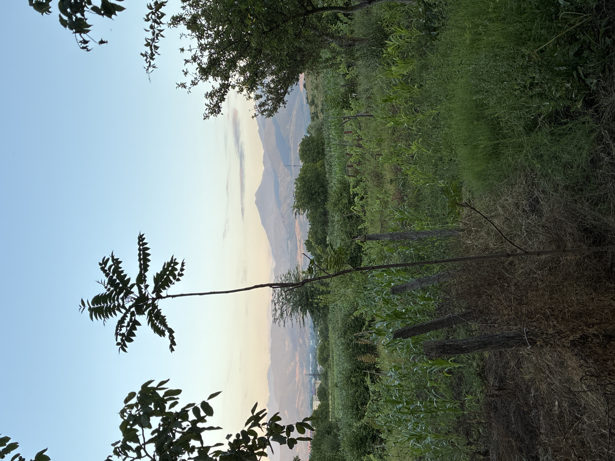 This image captures a serene, natural landscape likely taken in Surami, Georgia. The scene is dominated by lush greenery, with a dense field of tall, leafy plants occupying the right half of the frame. The plants are a vibrant green, suggesting a healthy growing season. In the foreground, the silhouettes of branches and leaves from a tree partially obscure the view, adding depth and framing the scene.
In the background, a range of mountains is visible, fading into a hazy, soft-colored sky. The sky transitions from a pale blue at the top to a warm, gentle yellow and pink gradient near the horizon, indicative of either dawn or dusk. Wispy clouds streak across the mountains, adding texture to the distant landscape. A single, thin tree or branch extends diagonally across the middle of the image, connecting the foreground foliage to the distant mountains.
There are no visible people or animals, nor any text. The overall atmosphere is peaceful and tranquil, evoking a sense of natural beauty and quiet contemplation. The time of day appears to be either early morning or late evening due to the soft lighting and the colors in the sky. The presence of mountains and dense vegetation suggests a rural or semi-rural setting, consistent with a location like Surami. The image is oriented vertically, with the landscape elements appearing to run from bottom to top.