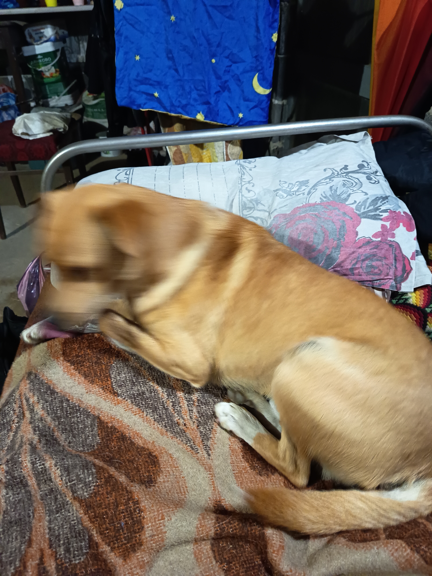 A medium-sized, light brown dog is lying on a bed covered with a brown and beige striped blanket. The dog's head is blurry, possibly due to movement. A floral patterned pillow supports the dog. Behind the bed is a metal frame, a blue cloth with a yellow crescent moon and stars, and miscellaneous items on a shelf. The location is a room in a private residence in an unknown city.