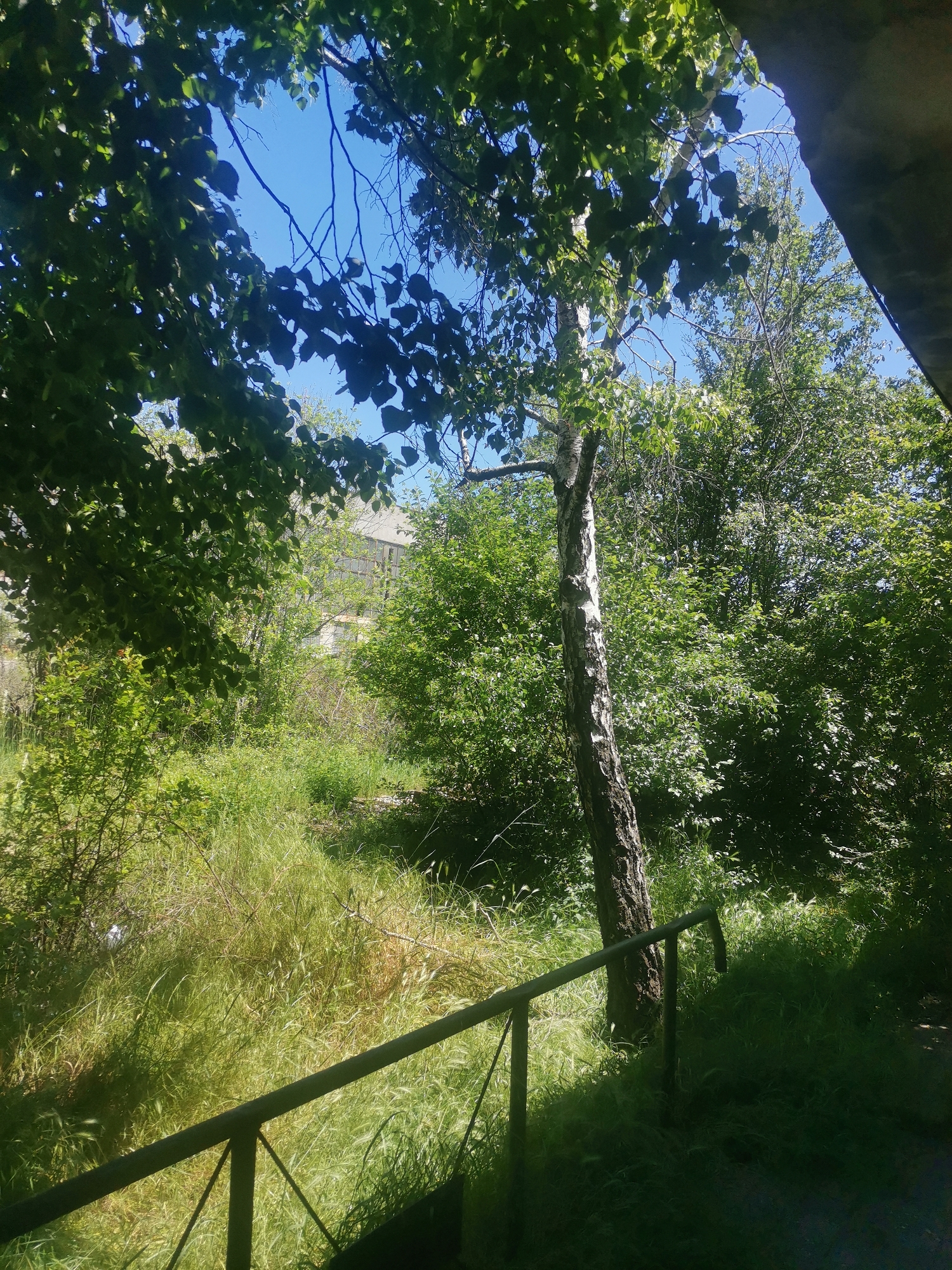The image depicts a dense, overgrown area likely located in Zhivkovo, Bulgaria. A silver birch tree stands prominently in the middle ground, surrounded by lush green bushes and tall grass. A weathered metal railing runs along the foreground, partially obscured by shadows. Beyond the vegetation, a building with multiple windows can be faintly seen in the background. The sky is visible through the foliage, appearing bright blue. The scene appears to be on the edge of the city near the forest line.