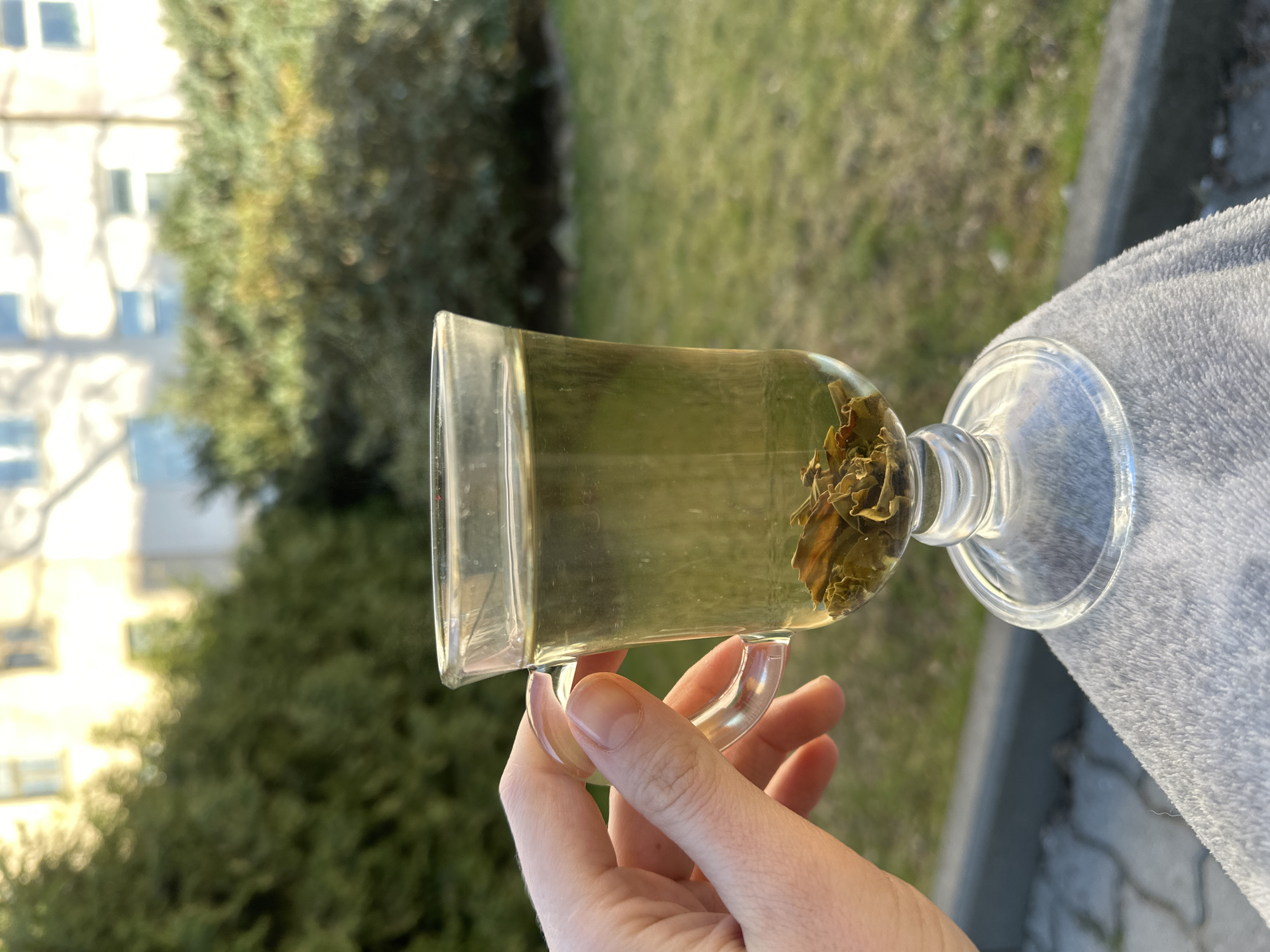 A hand holds a clear glass mug containing a light yellow-green liquid and several loose, brownish-green tea leaves. The person's hand, positioned on the lower right, grips the clear handle of the mug. On the far right, a gray, soft-textured fabric, possibly a blanket or clothing, is partially visible.
The background is brightly lit and out of focus, suggesting an outdoor setting, likely in Riga, Latvia. To the upper left, a light-colored building with multiple dark, rectangular windows is partially visible, illuminated by strong sunlight. A large, green tree or bush occupies the central and upper right portions of the background. Below the tree, a blurred paved area with some patches of grass is visible, suggesting a sidewalk or path. The bright illumination indicates a sunny day, likely morning or afternoon. No text is visible in the image.