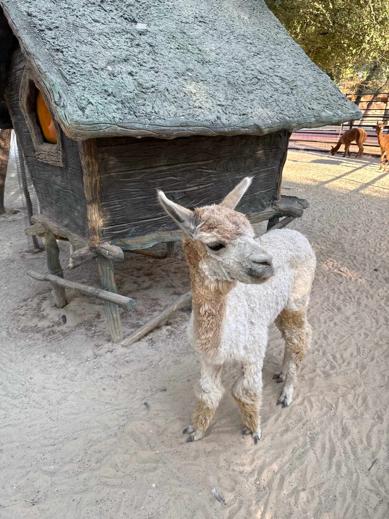 An alpaca stands on a sandy ground in front of a rustic wooden structure with a textured green roof. The alpaca is light-colored with brown markings on its neck and legs. The wooden structure resembles a small, old house or cart with a window revealing an orange object inside. In the background, a fence encloses two brown deer grazing. The scene appears to be an outdoor enclosure, possibly a zoo or petting farm, with scattered pebbles and debris on the sand. The lighting suggests it is daytime, with sunlight casting shadows. The location is identified as Tashkent, Uzbekistan.