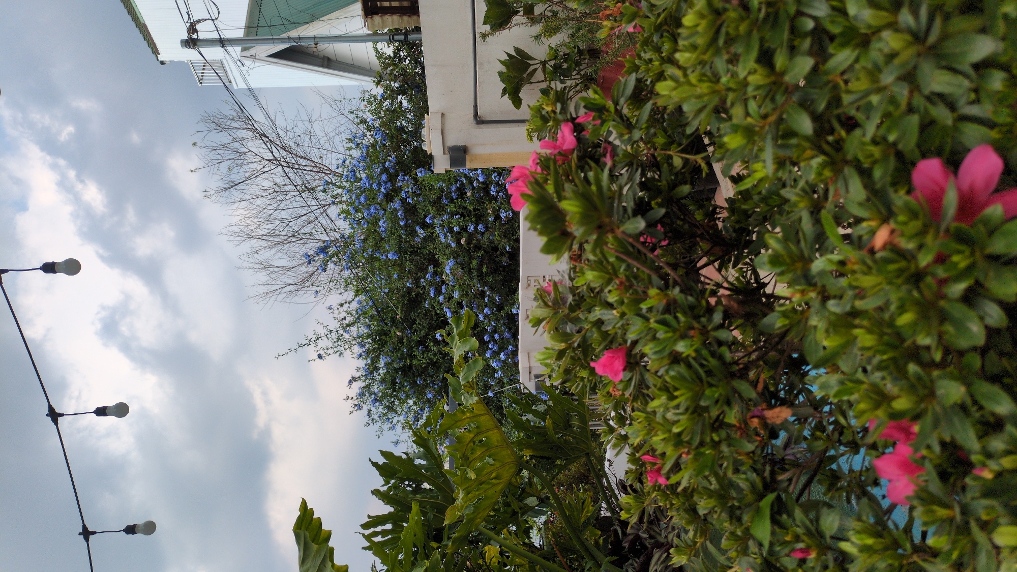 The image shows a street scene in Da Lat, Vietnam. The view is angled upwards, capturing a sky with overcast clouds. A string of light bulbs is visible in the lower left corner. On the right side of the frame, there is a green bush with bright pink flowers. Further back, a white building is partly visible, next to a tree with bare branches and small blue flowers. Large green tropical leaves are visible at the bottom of the image. The overall impression is that of a residential area with lush vegetation.