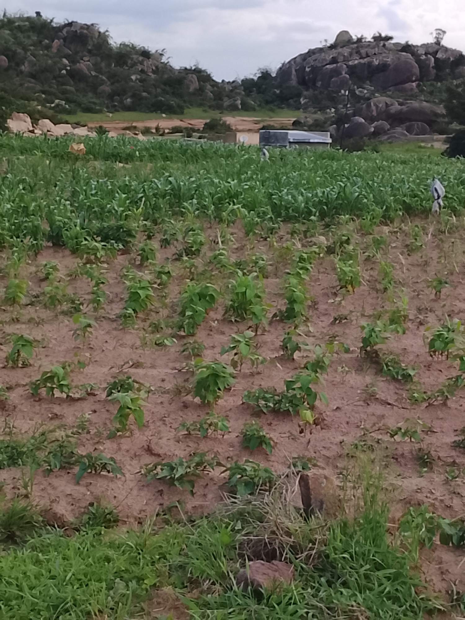This is a full, eye-level shot of a rural agricultural field in Barakin Acha, Nigeria. The field is planted with rows of young green crops, appearing to be a mix of corn and other vegetables. In the foreground, smaller plants with broad leaves are spaced in neat rows in the reddish-brown soil. Behind these, taller, more mature corn stalks create a dense green backdrop. The scene is lit by natural light, suggesting it is daytime, and the cloudy sky indicates overcast or possibly impending weather.
In the middle ground, a small, weathered building with a corrugated metal roof is visible, alongside some scattered debris. Two figures, appearing to be human or scarecrow-like, are present in the field, one in the distance near the building and another to the far right. They are dressed in dark and white clothing. The background is dominated by a rocky, rugged hillside covered in scrubby vegetation and trees. The overall impression is one of agricultural activity in a semi-arid, undeveloped landscape. There is no visible text in the image.