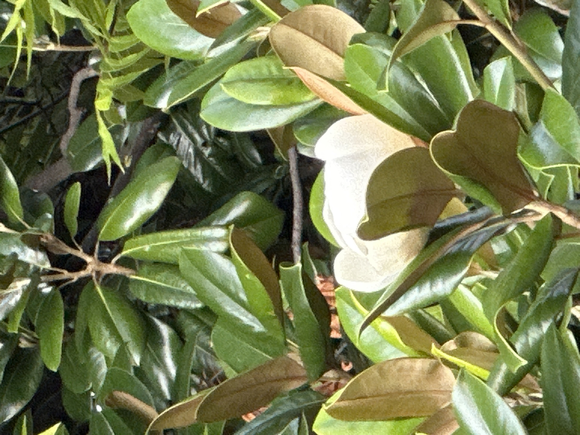 The image displays a close-up view of a flowering magnolia plant. The focus is on a large, white magnolia flower nestled amongst its glossy, green leaves. Some of the leaves are tinged with brown, suggesting they may be older or have been exposed to the elements. The background is filled with more of the plant's foliage, creating a lush, natural setting. The lighting suggests it is daytime, with shadows indicating a natural light source. The image does not contain any information that would allow for its location to be specified to the city of Sochi, Russia.