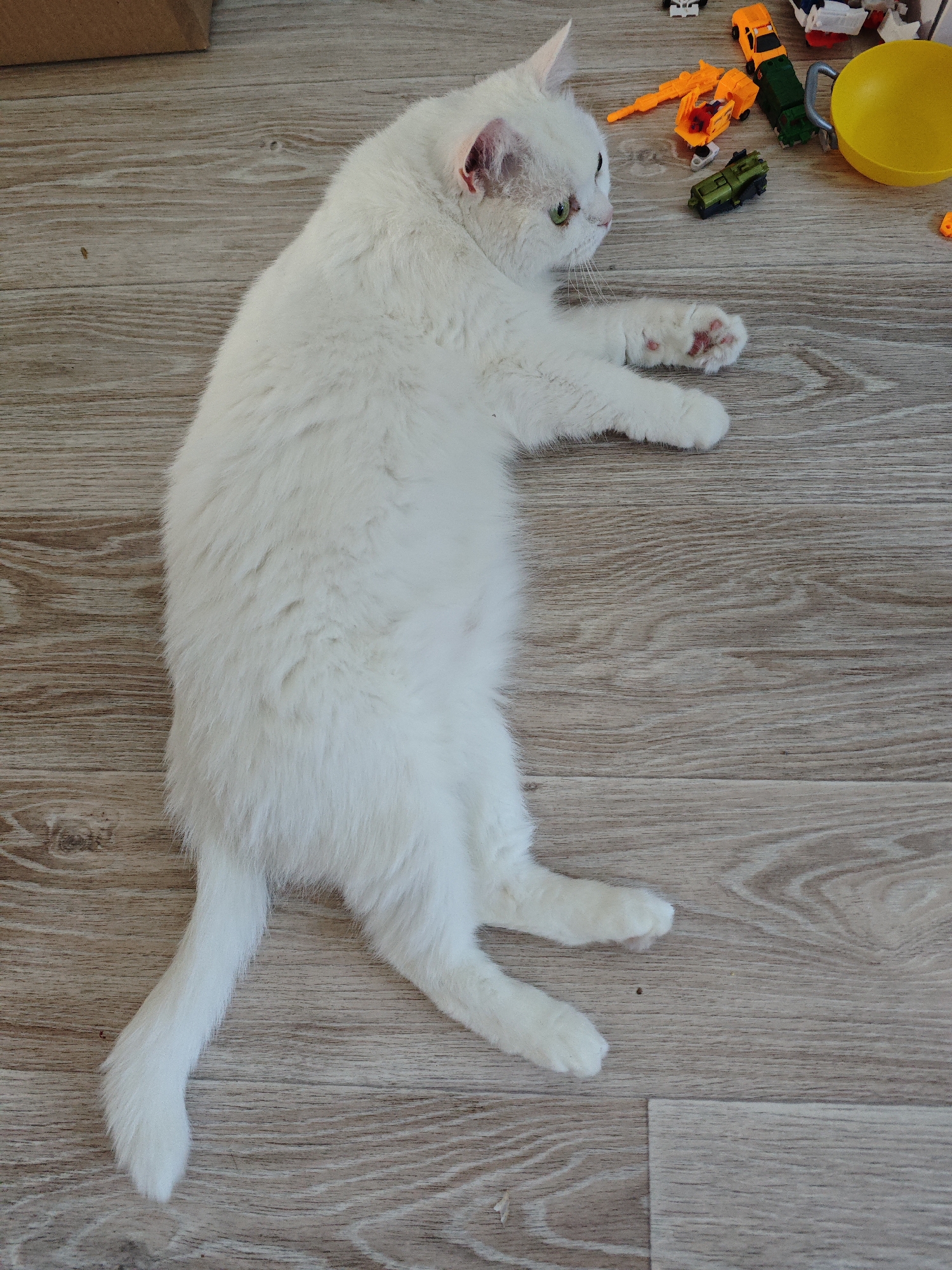 A white cat is lying on a light-colored wood-look floor. The cat is positioned in the middle of the frame, oriented diagonally from the upper left to the lower right. Its body is mostly visible, with its head turned to the right and its legs extended. The cat is surrounded by toys, including a yellow bucket and a few toy vehicles. The location is Markovskii, Russia.