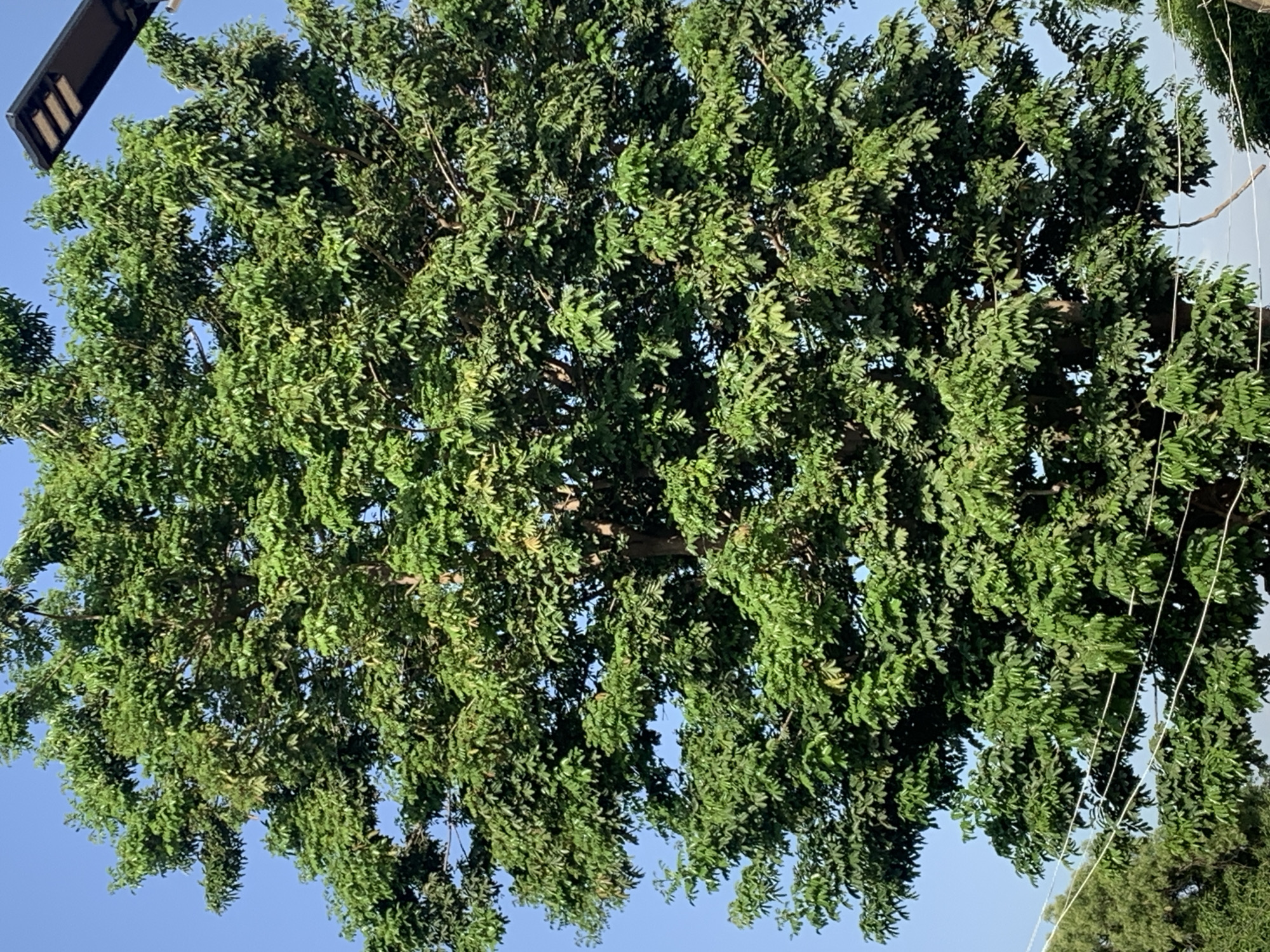 A densely foliated tree stands against a clear blue sky, filling most of the frame. A modern, rectangular street light is visible at the top left corner, suggesting an urban environment. Some utility cables are running diagonally in the right side of the image. The scene likely takes place during the daytime given the lighting, but the exact location within the city of New Stadium, Nigeria cannot be determined without more information. No people or other specific actions or interactions are observable.