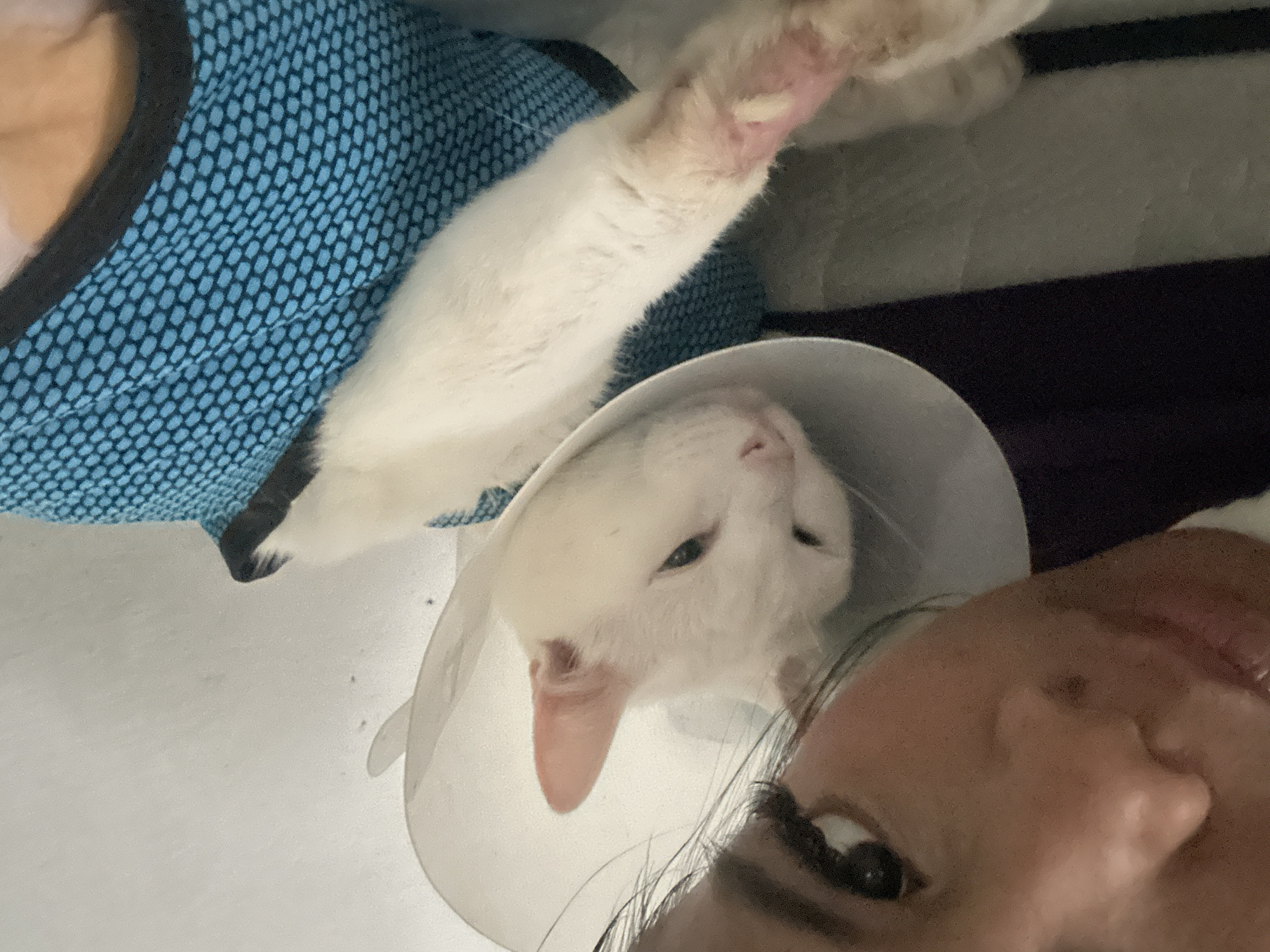 The image shows a selfie of a person with a white cat wearing a protective cone and a blue patterned vest. The cat is lying down. The person's face is partially visible in the bottom right corner of the frame. The background consists of a white surface and a dark colored cloth. The location is presumed to be in North Jakarta, Indonesia.