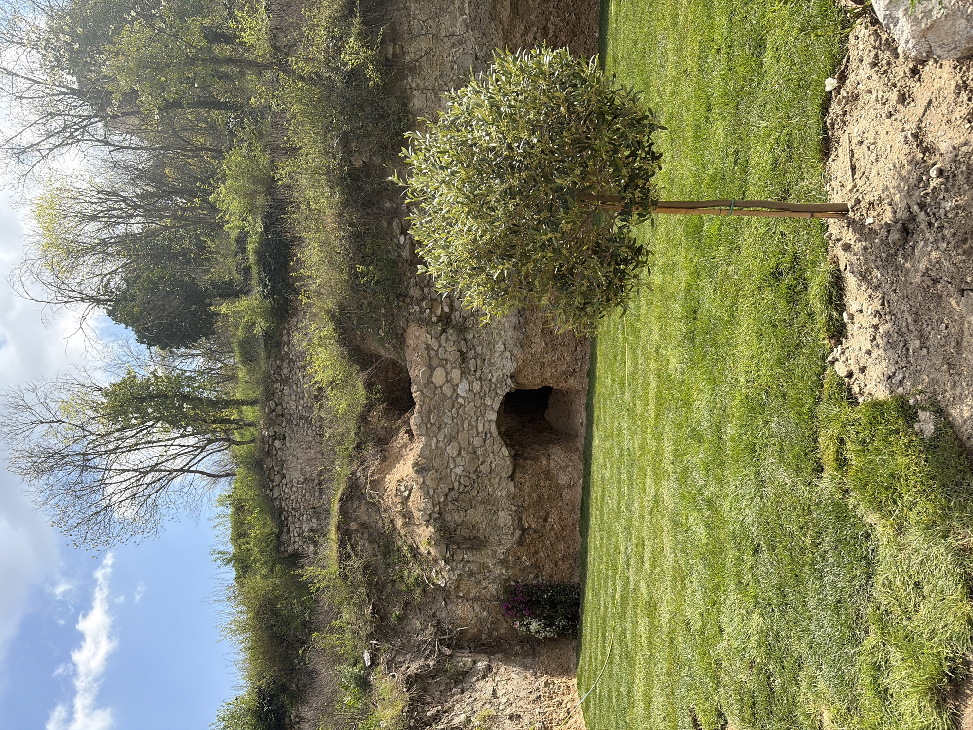 The image depicts a green lawn bordered by an earthen cliff or embankment. A small, neatly trimmed tree stands on the lawn near the edge of the cliff. The cliff face features exposed soil, rocks, and some vegetation. Higher up on the cliff, there appears to be a stone structure, possibly a wall or fortification, with small cave-like openings. The location is a city of Unknown, Unknown. The sky is visible in the upper left corner of the image and is blue with some white clouds.