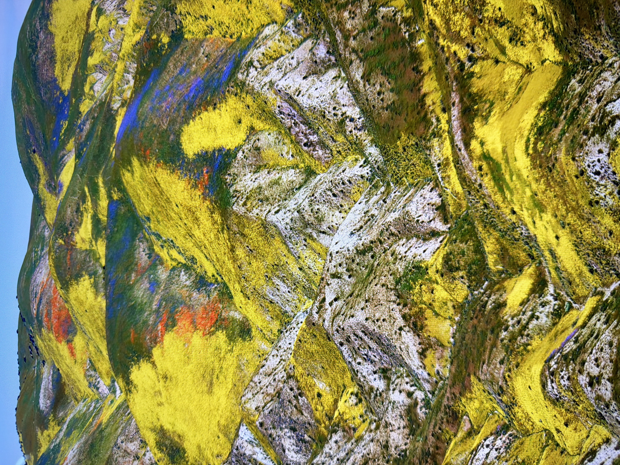 The image depicts a vibrant, undulating landscape covered in a dense bloom of yellow wildflowers. Patches of red and blue flowers are interspersed throughout, creating a mosaic of color against the rolling hills. The terrain is rugged, with steep inclines and deep valleys, suggesting a natural, undeveloped area. The sky is a clear, light blue, hinting at fair weather. There are no discernible human structures or individuals present in the scene. The image does not contain any information that would place it in Kyiv, Ukraine; it is a landscape photograph of a hilly region in bloom.
